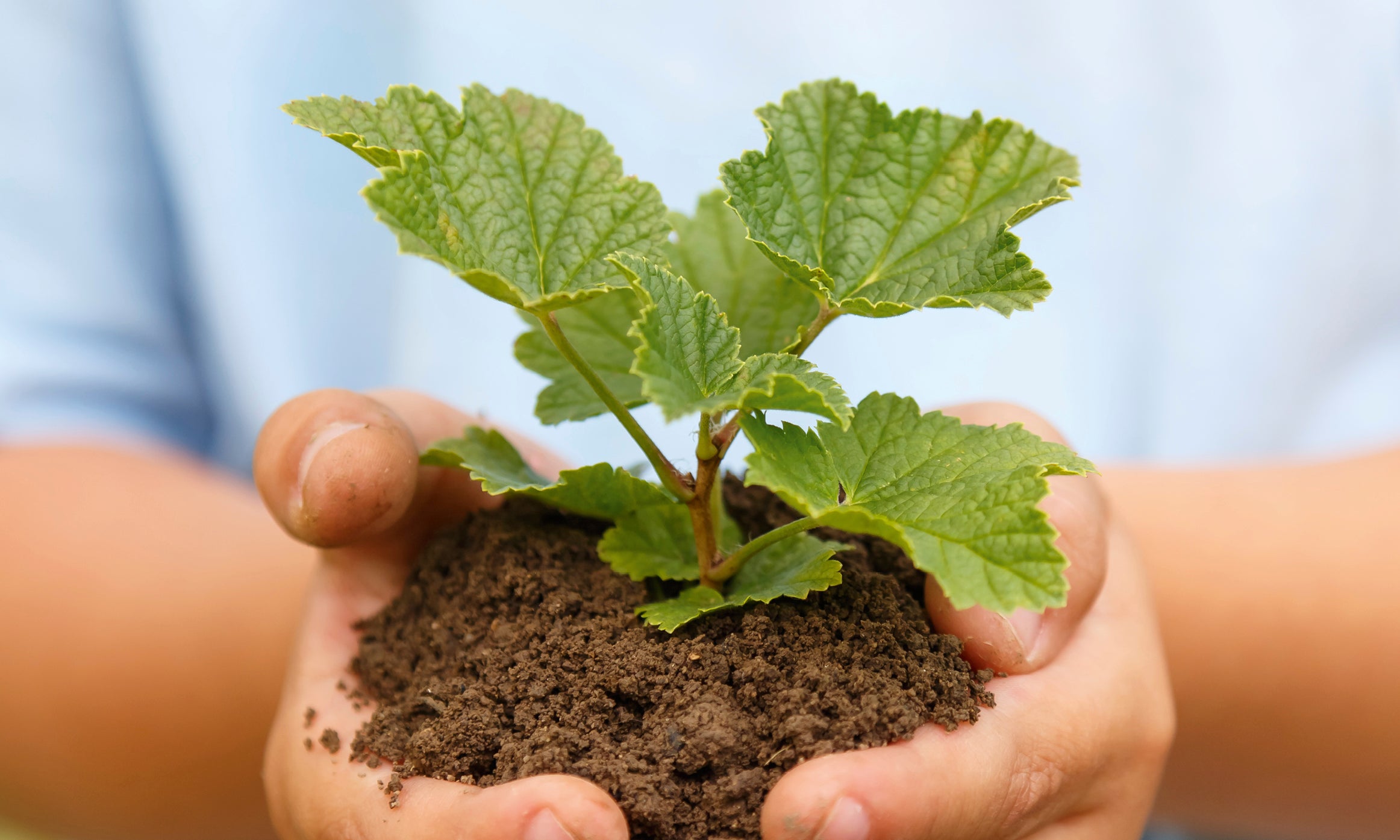 Growthpotential-80x120cm.jpg