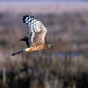 Hawk agility