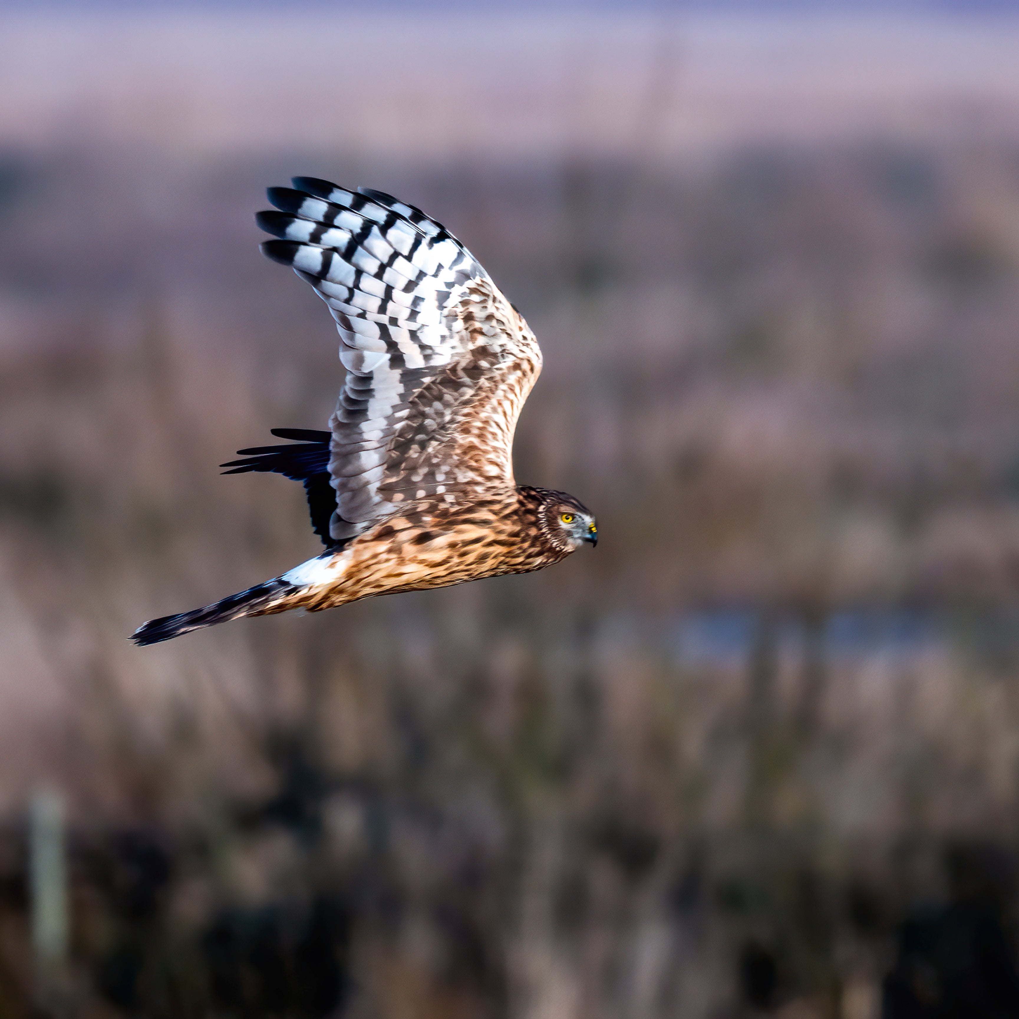Hawk agility