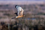 Hawk agility