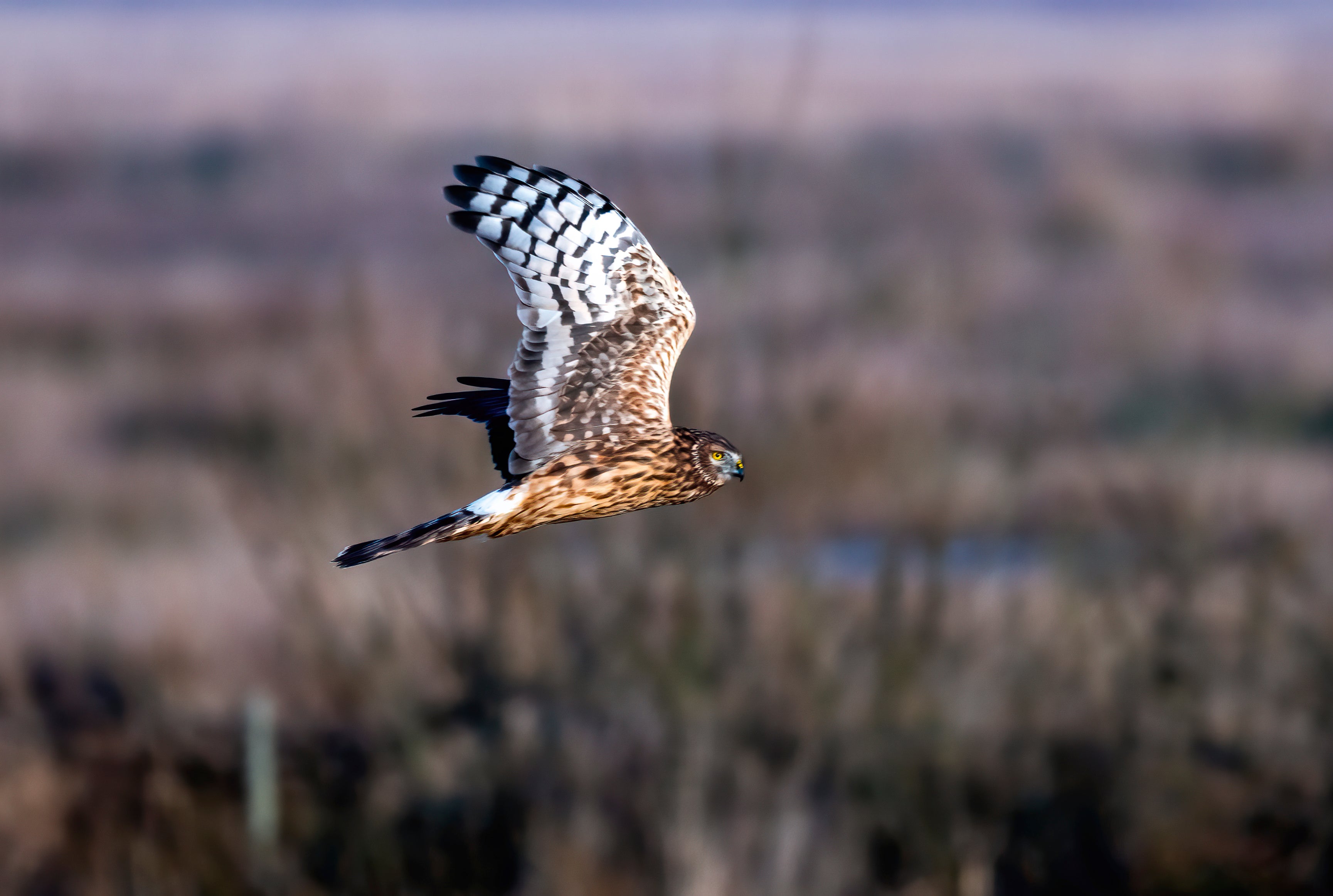 Hawk agility