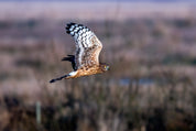 Hawk agility