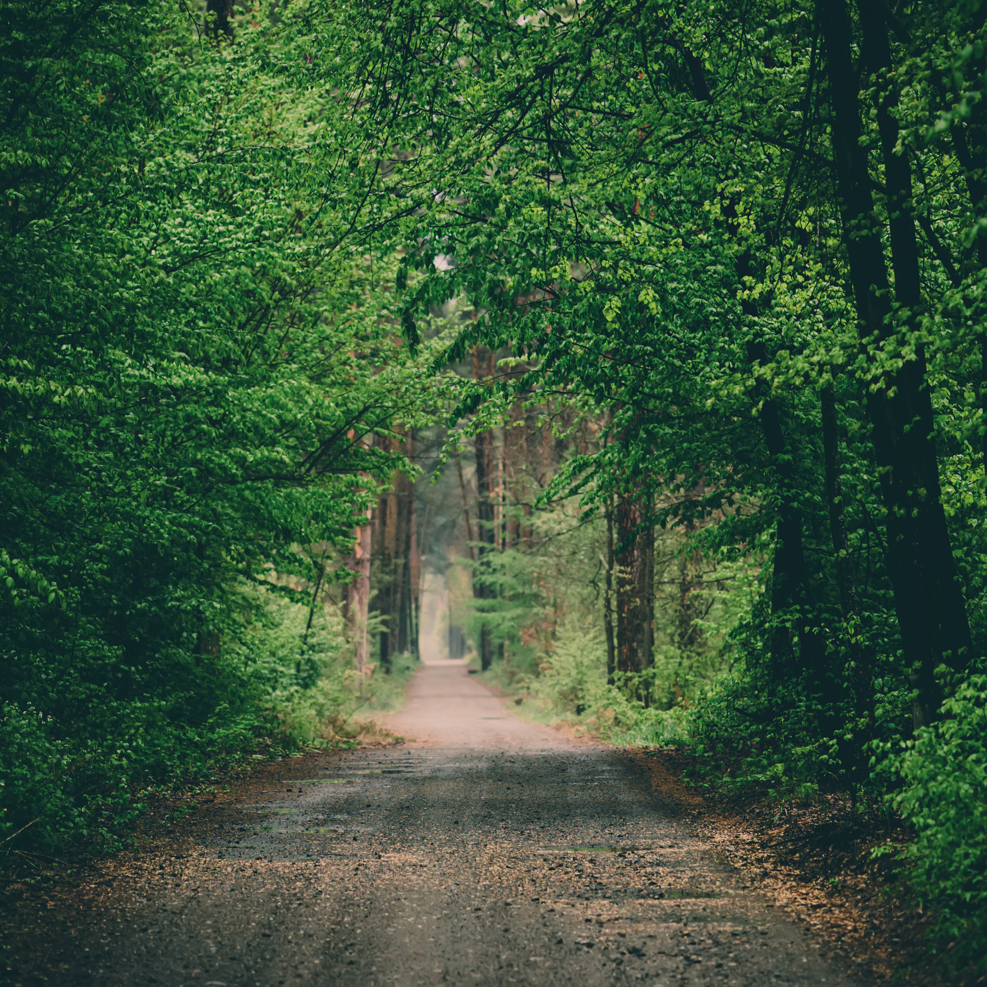 Hidden trails