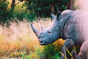 Horned majesty