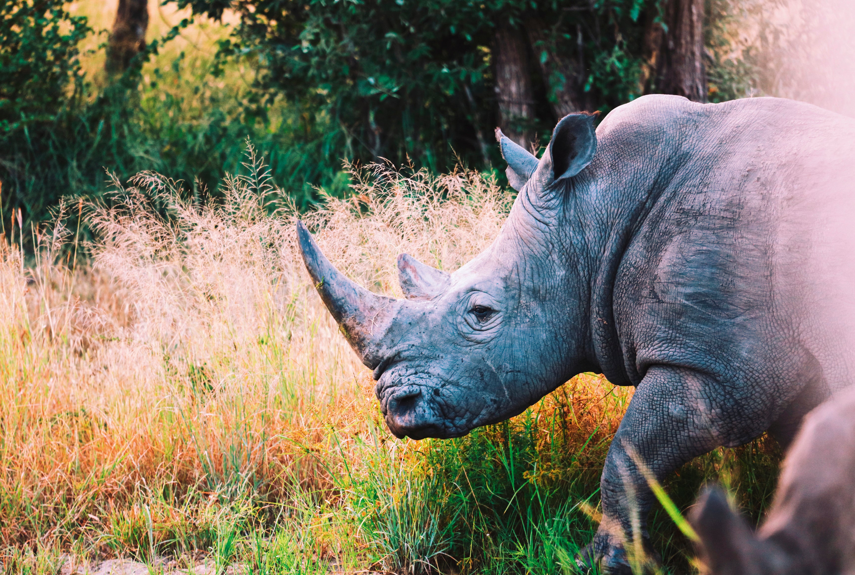 Horned majesty