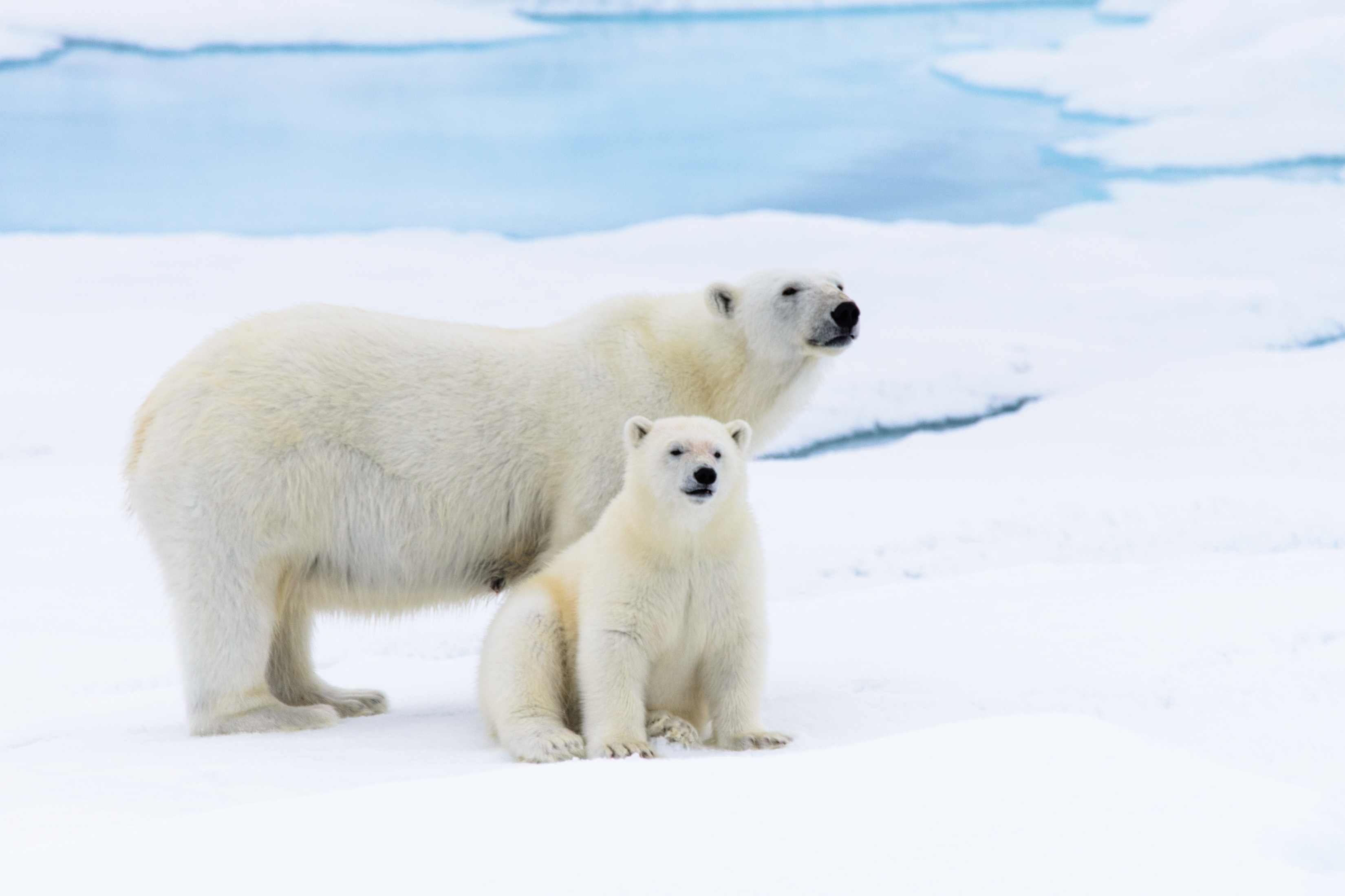 Ice bear bond I