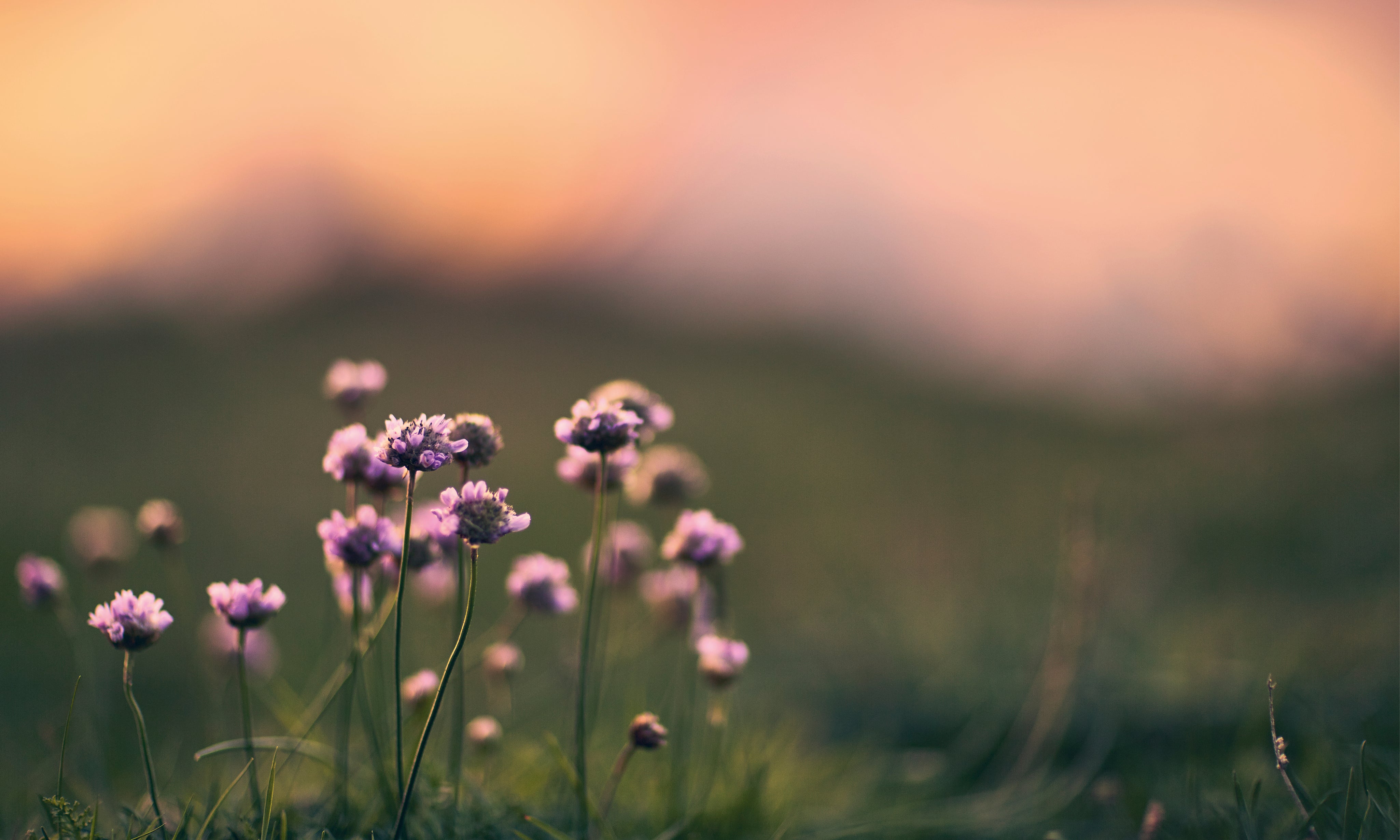 Inbloom-150x100cm.jpg