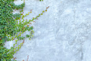Ivy whisper