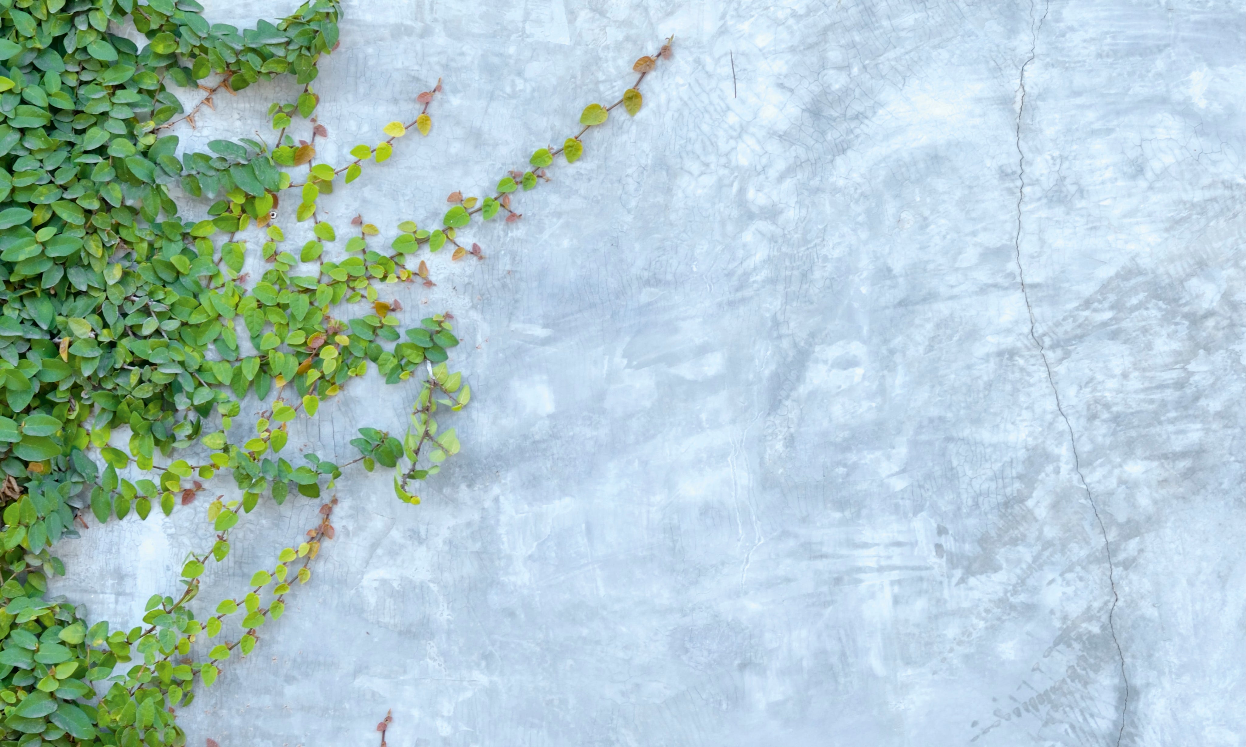 Ivywhisper-150x100cm.jpg