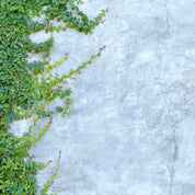 Ivy whisper