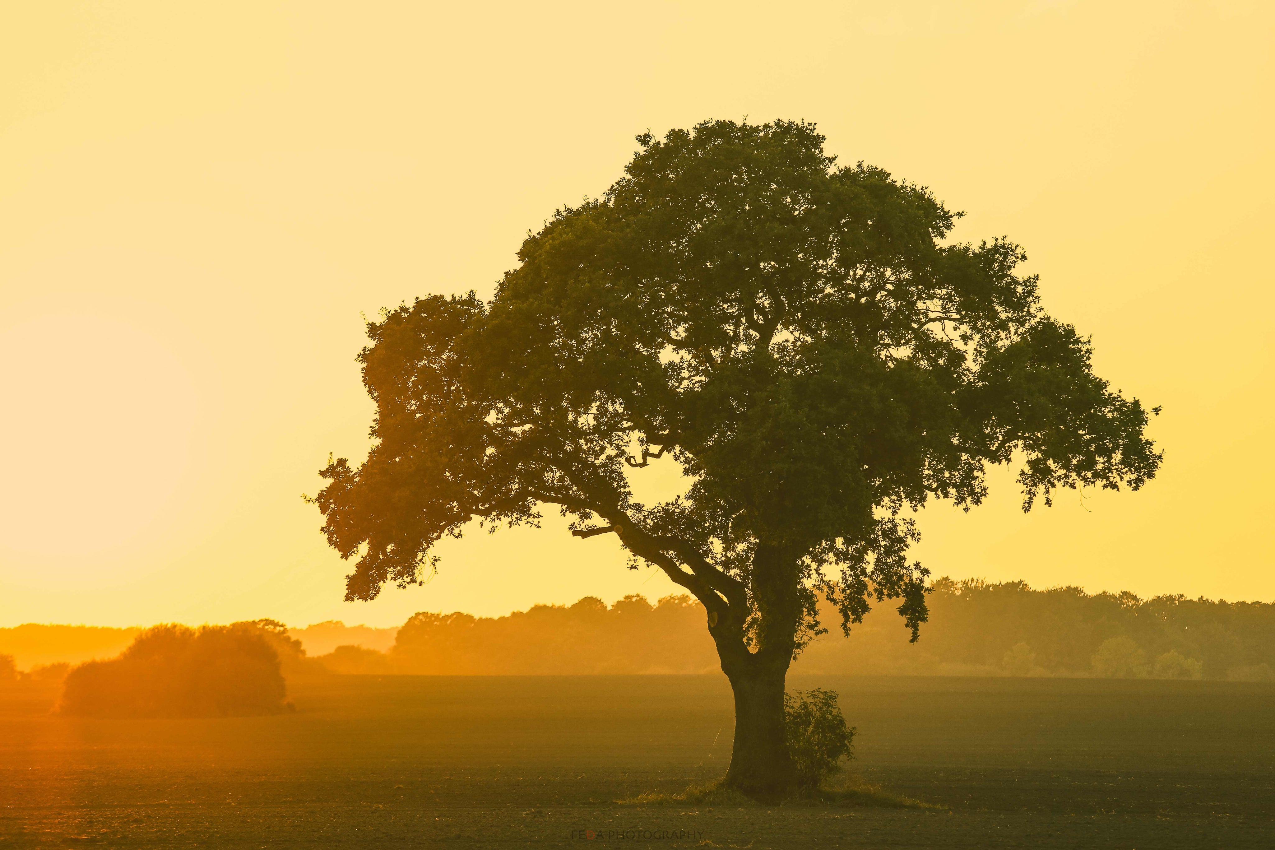 The kiss of the morning light