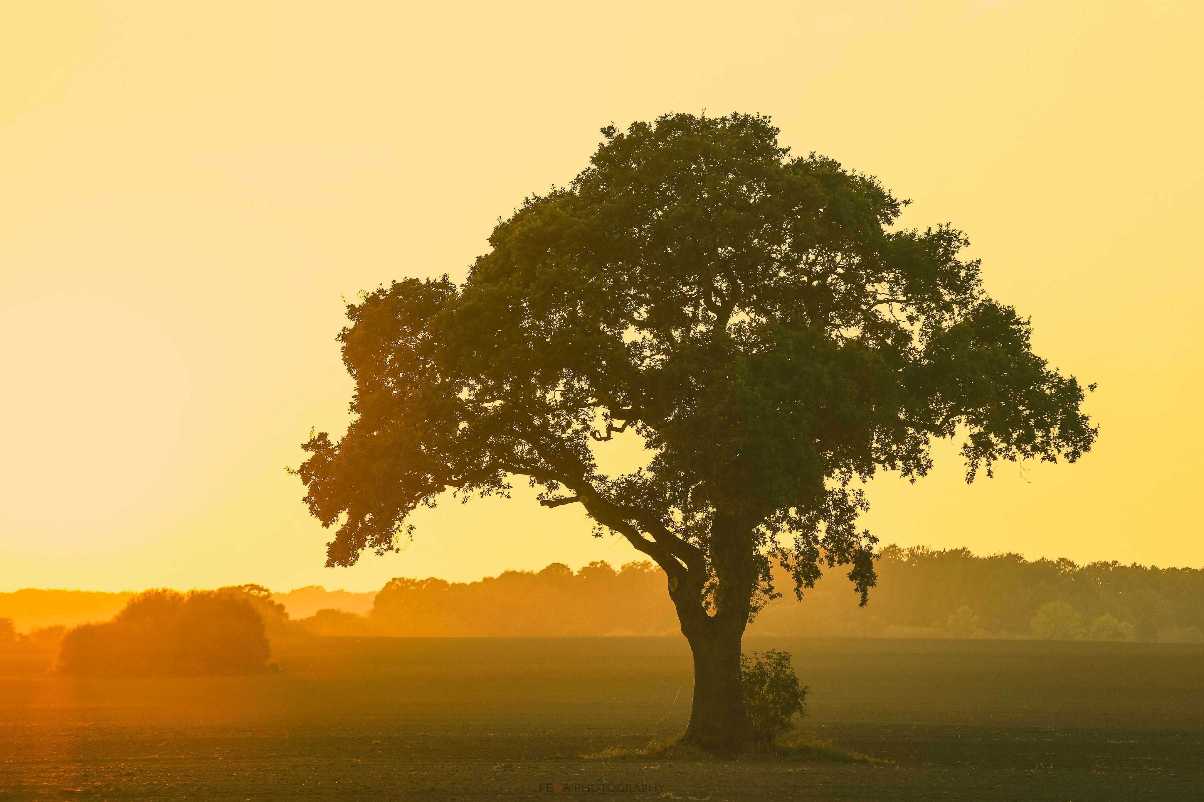 The kiss of the morning light