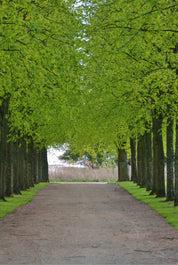 Leaf canopy