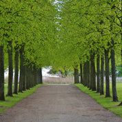 Leaf canopy