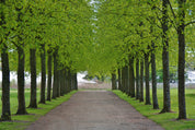 Leaf canopy