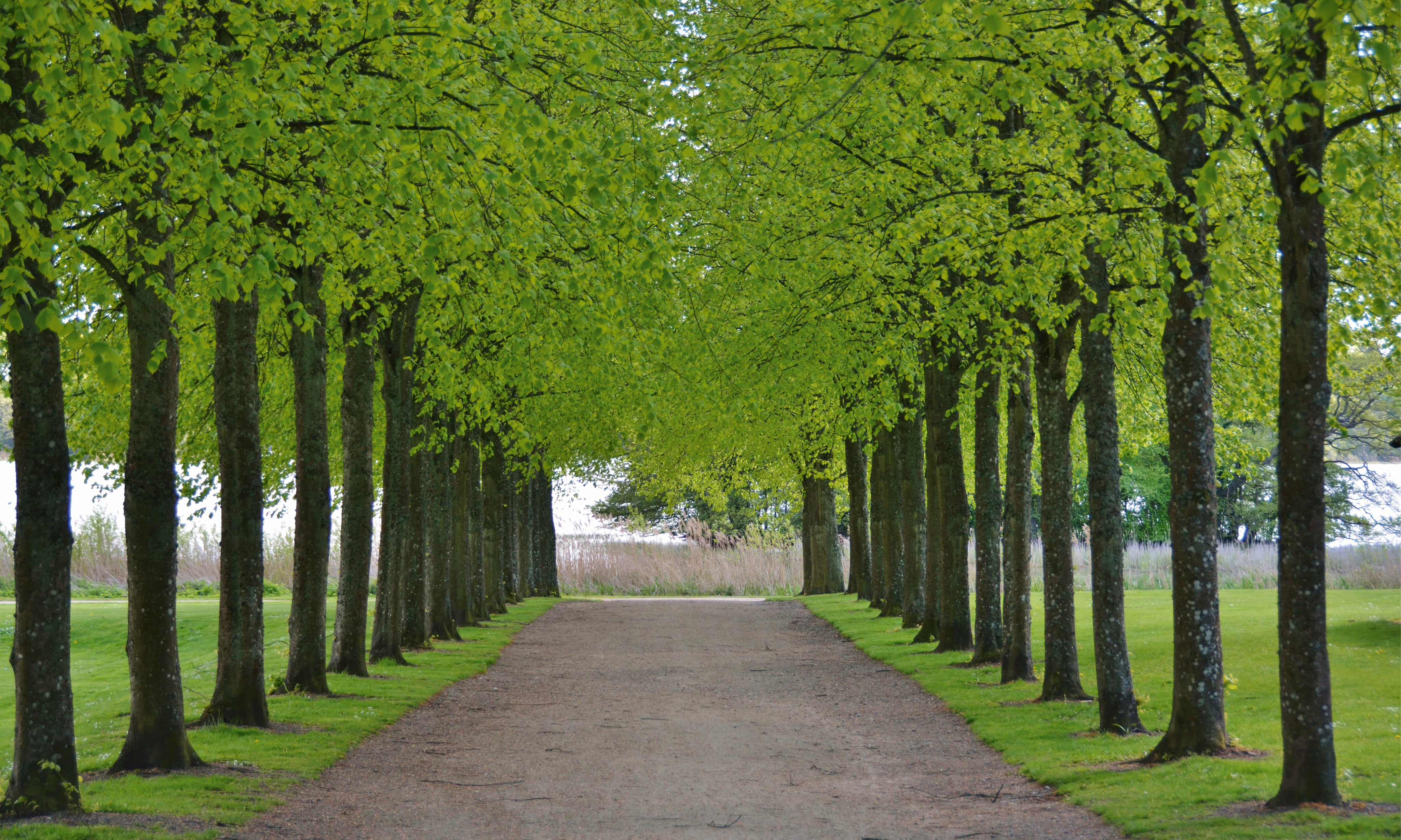 Leafcanopy-150x100cm.jpg