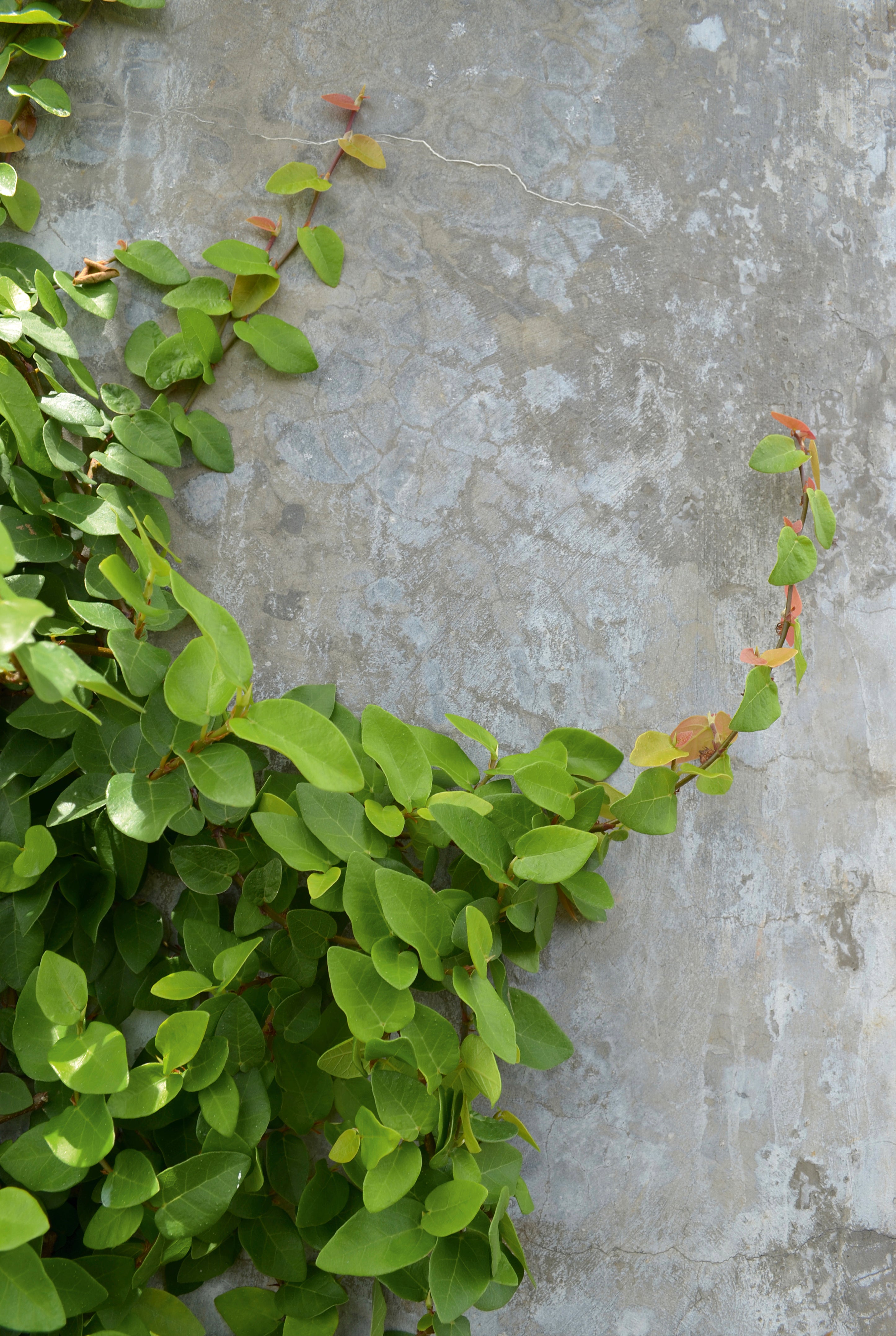 Leafcurve