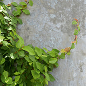 Leafcurve