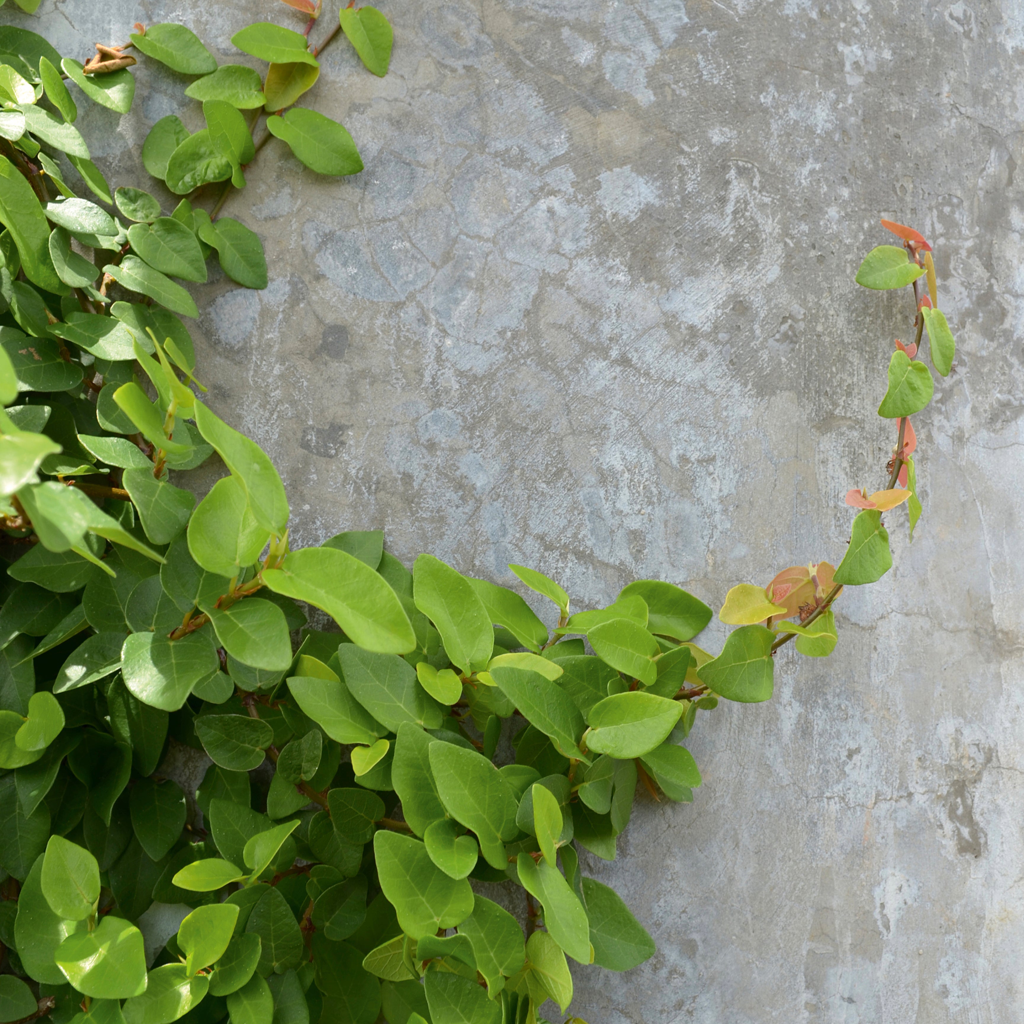 Leafcurve