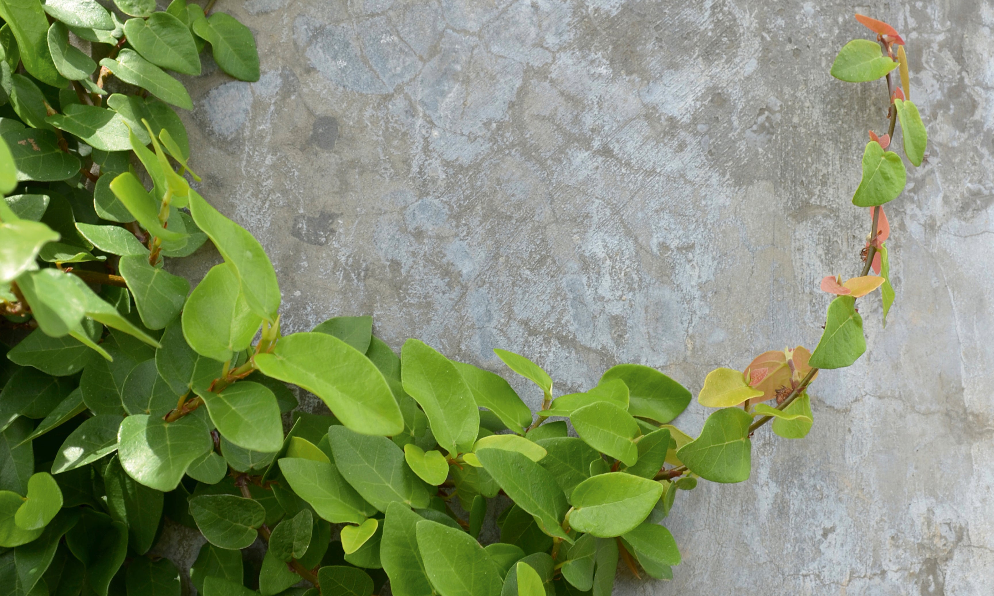 Leafcurve-120x80cm.jpg