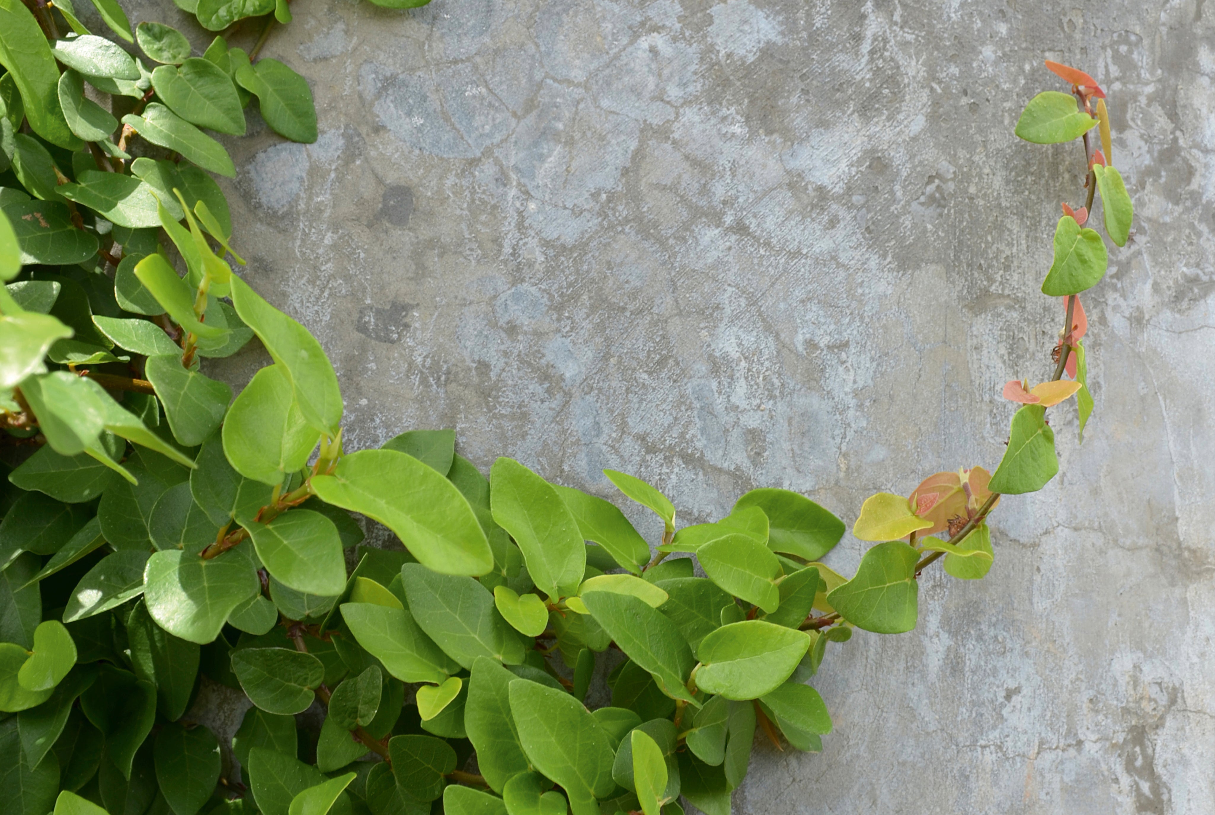 Leafcurve-150x100cm.jpg