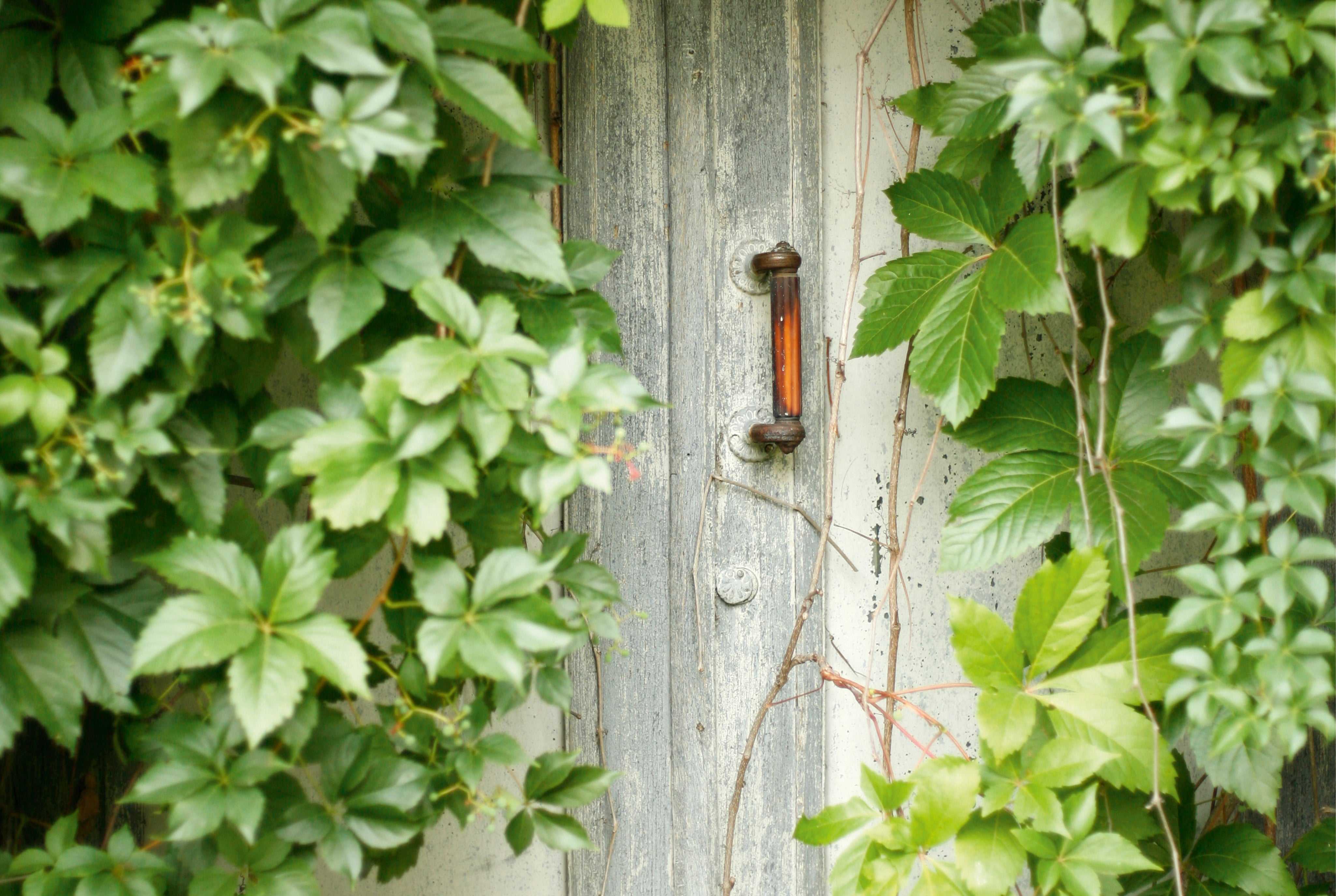 Leafdoor-150x100cm.jpg
