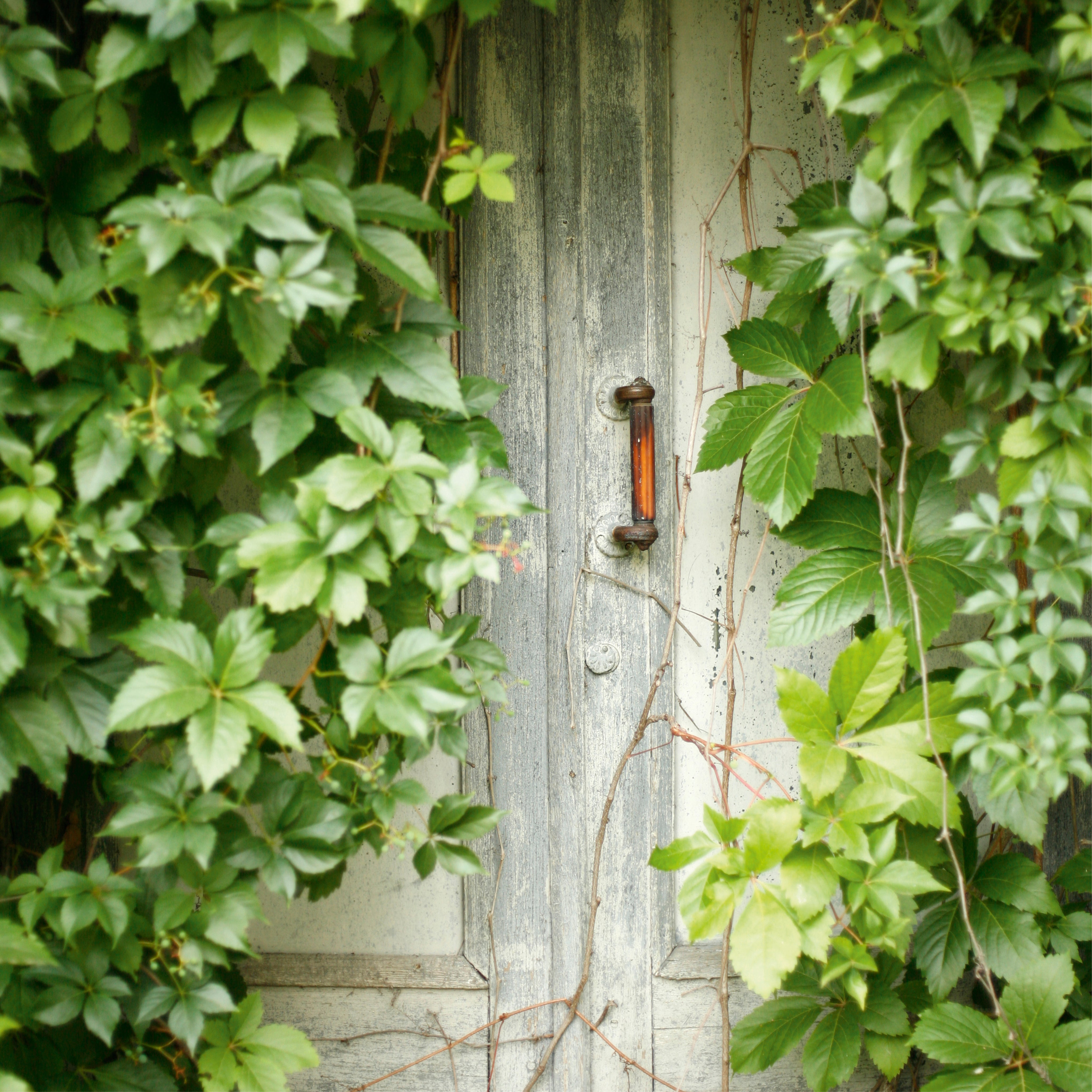 Leafdoor