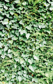Leaf texture