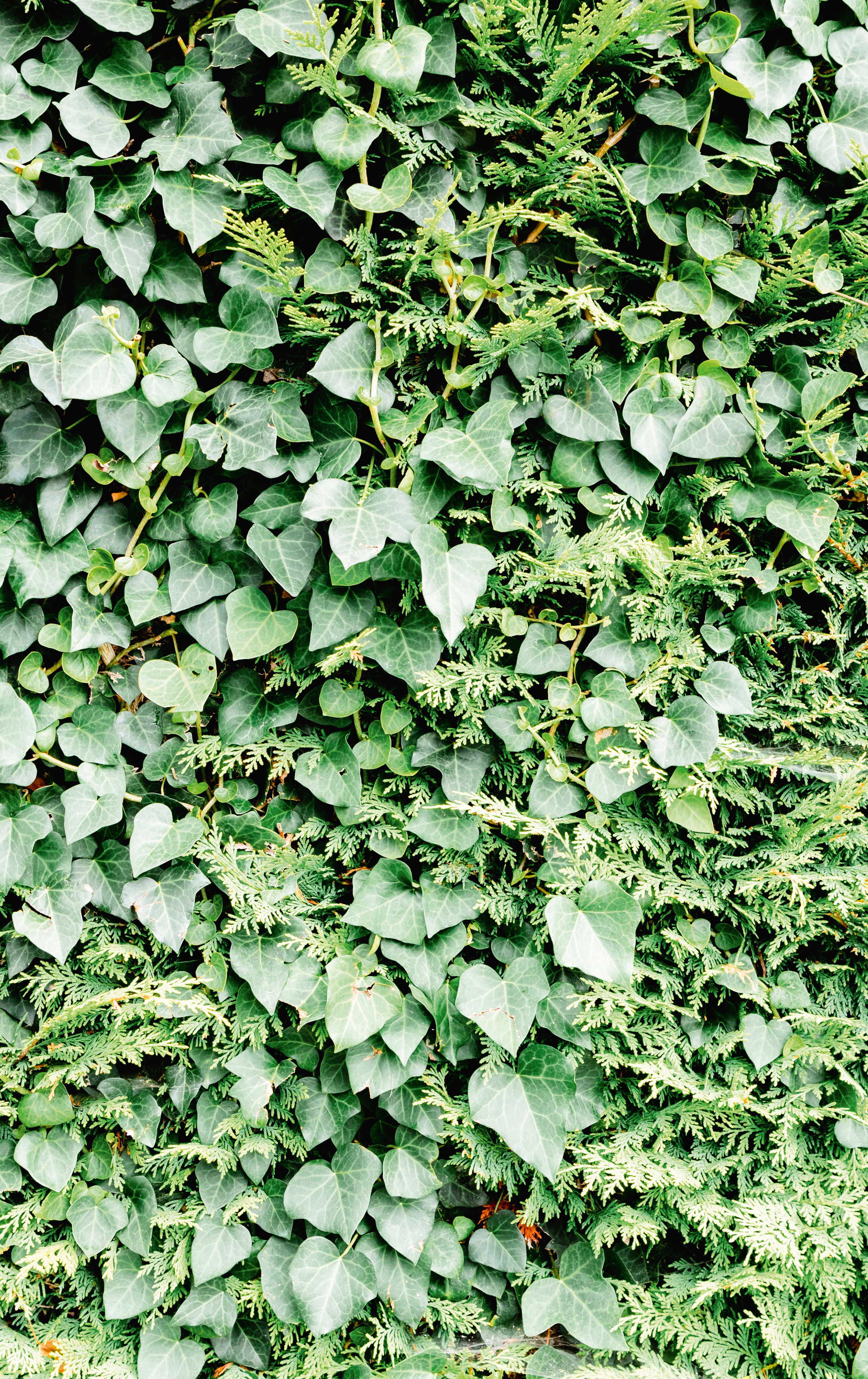 Leaf texture