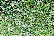 Leaf texture