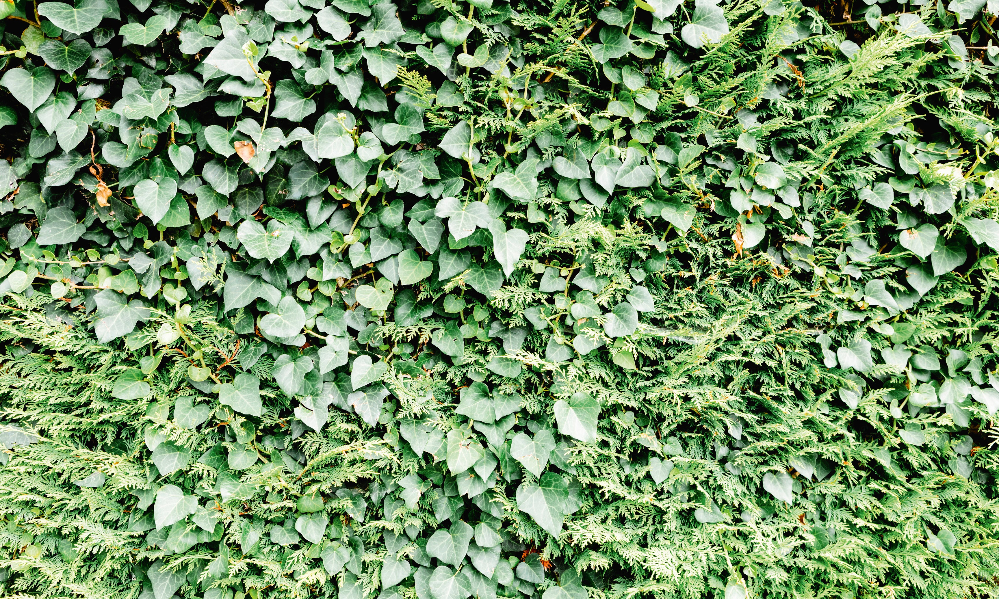 Leaftexture-120x80cm.jpg