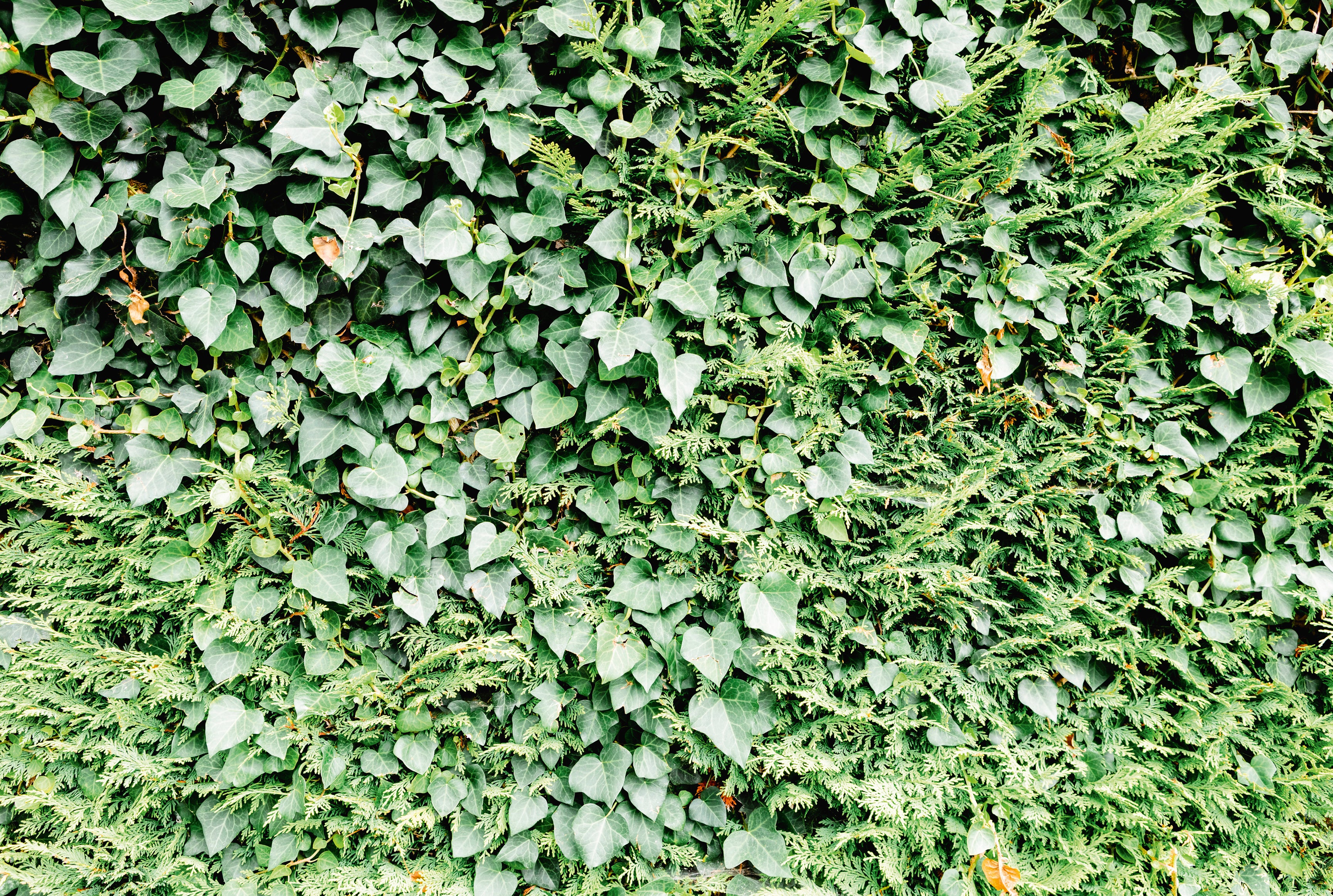 Leaf texture