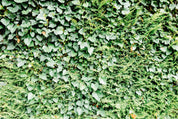 Leaf texture