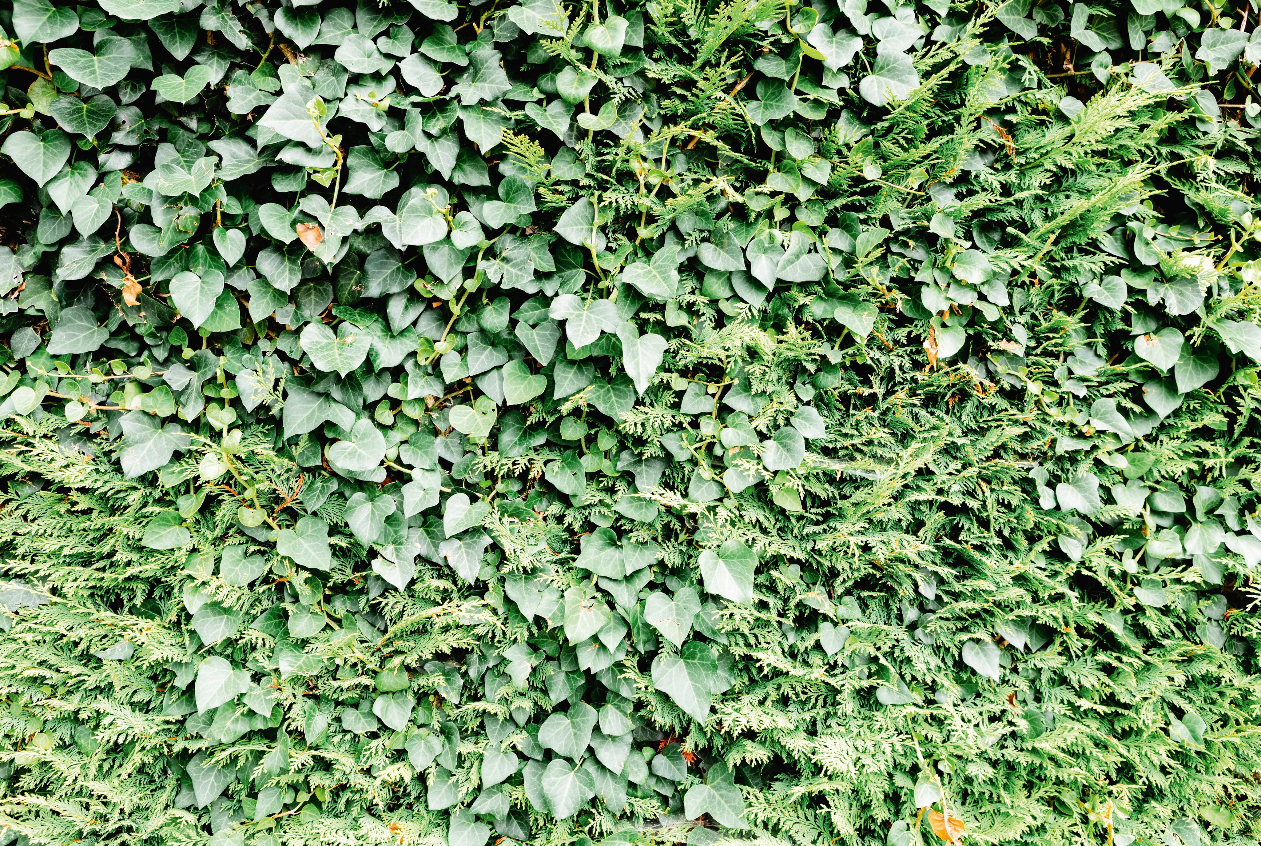 Leaf texture