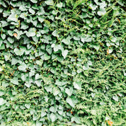 Leaf texture