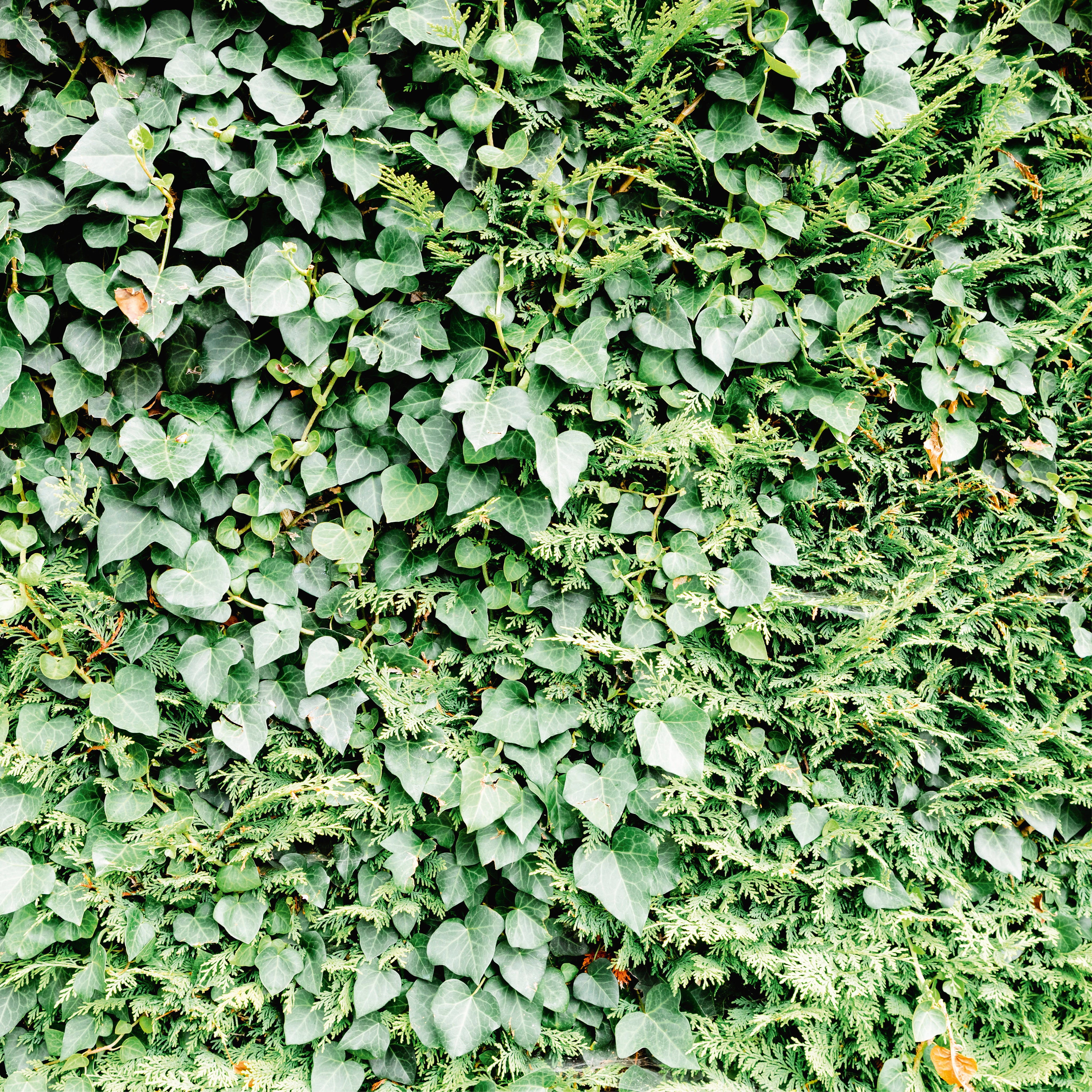 Leaf texture