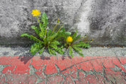 Life finds a way