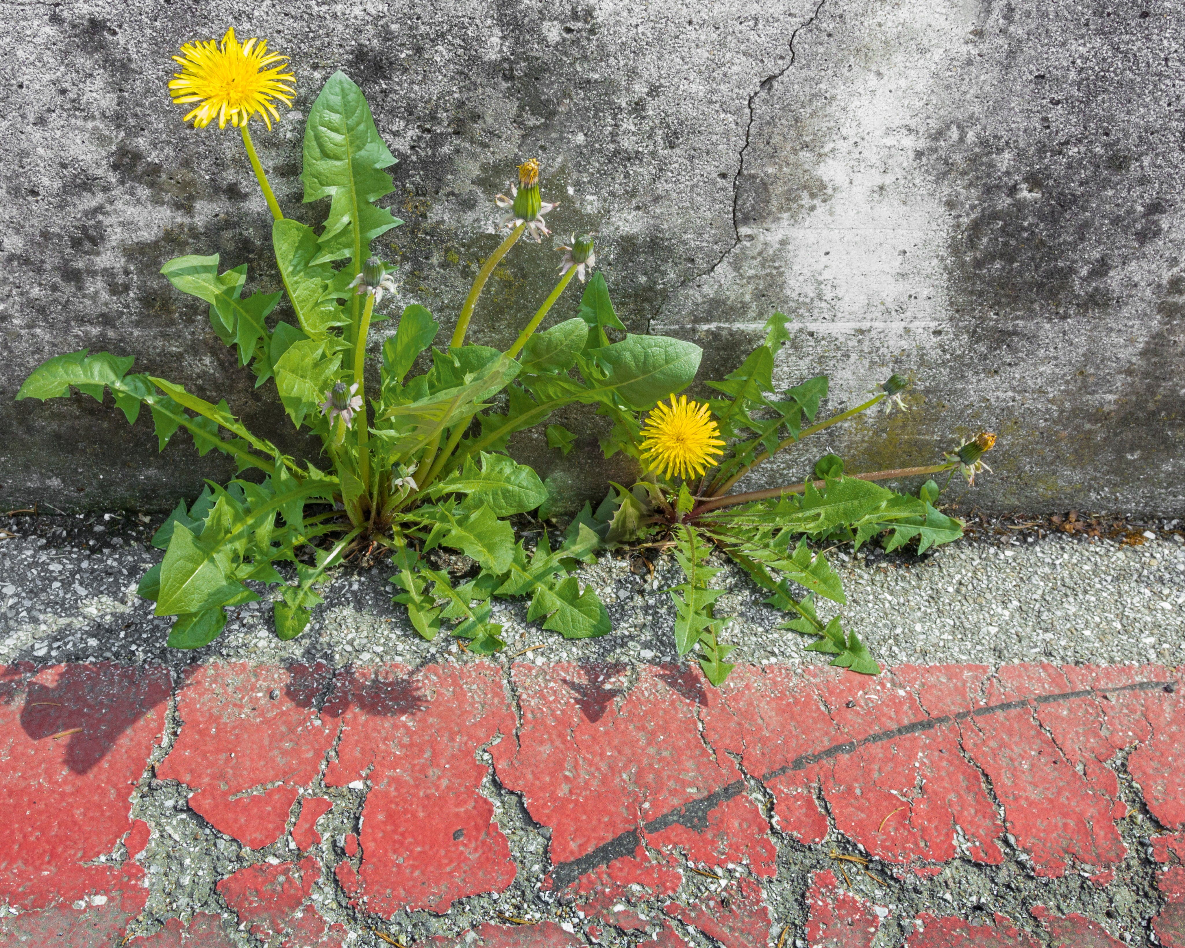 Lifefindsaway-150x150cm.jpg