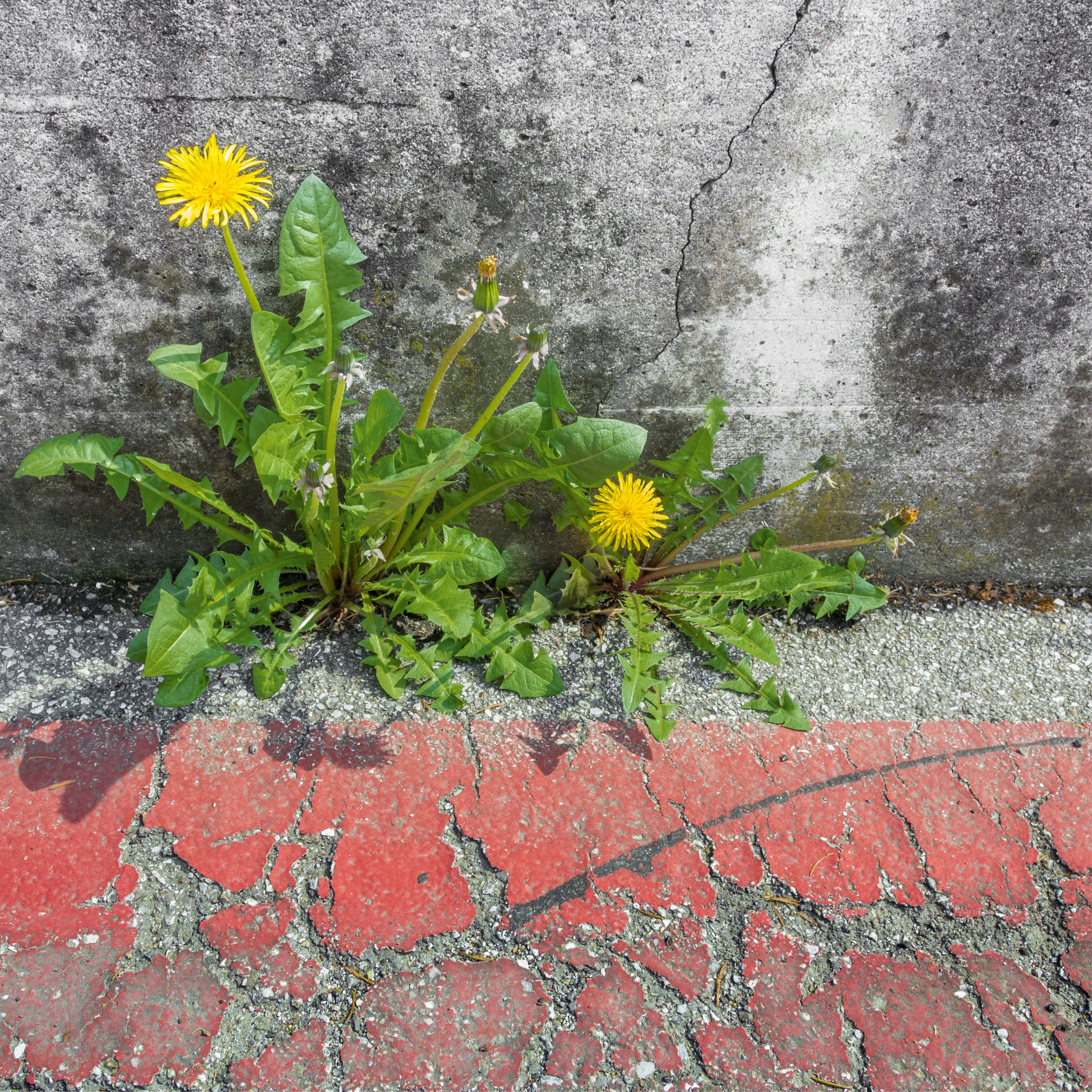 Life finds a way