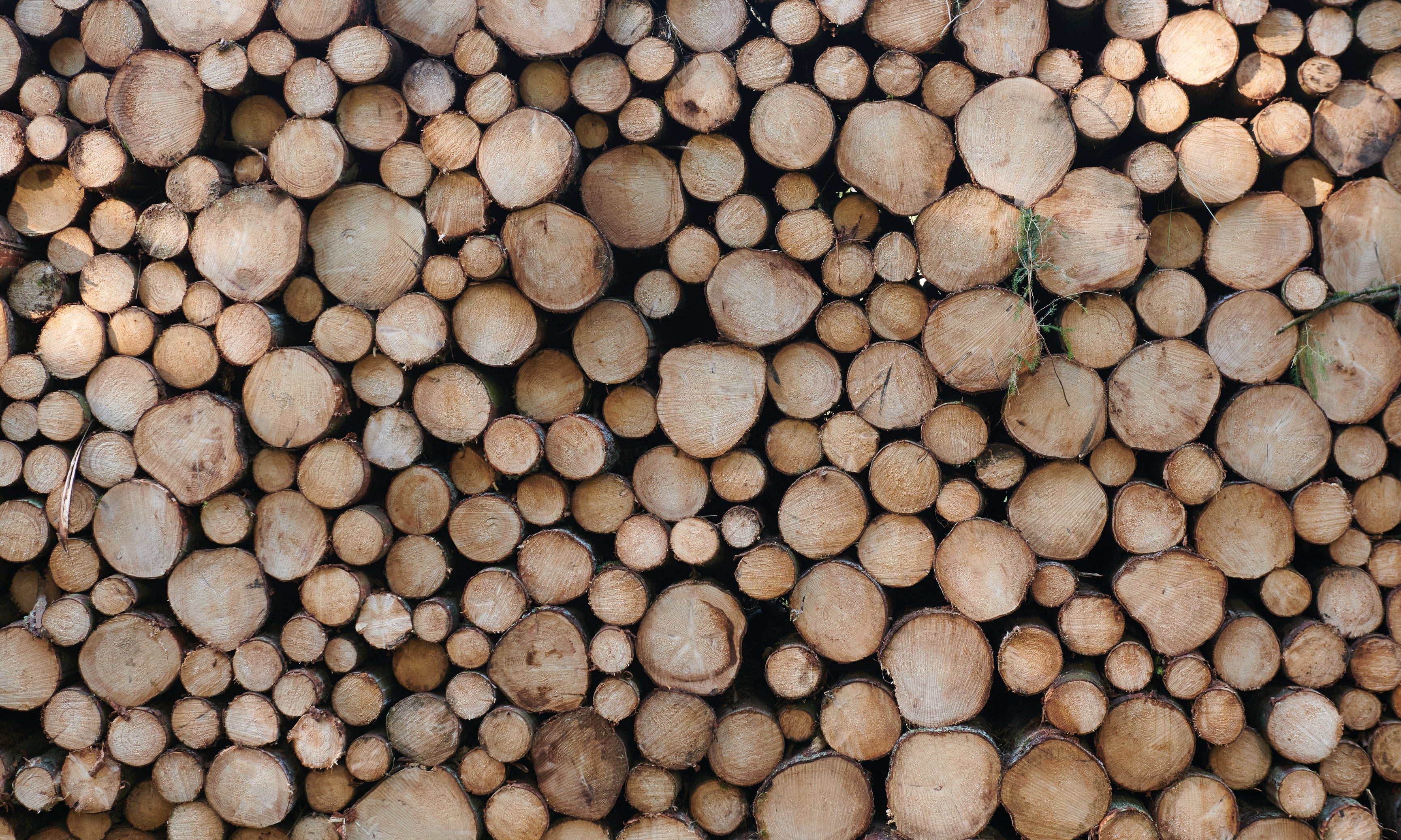 Log_behold-120x80cm.jpg