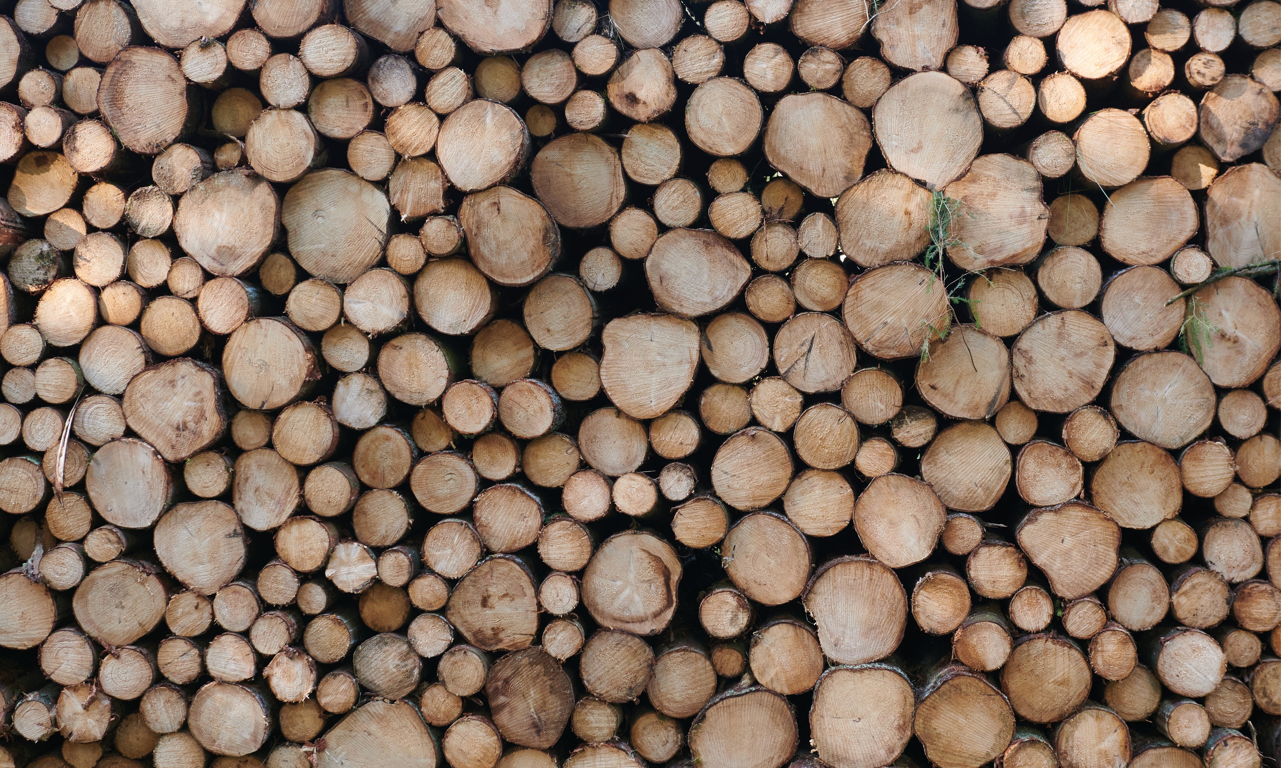 Log_behold-150x100cm.jpg