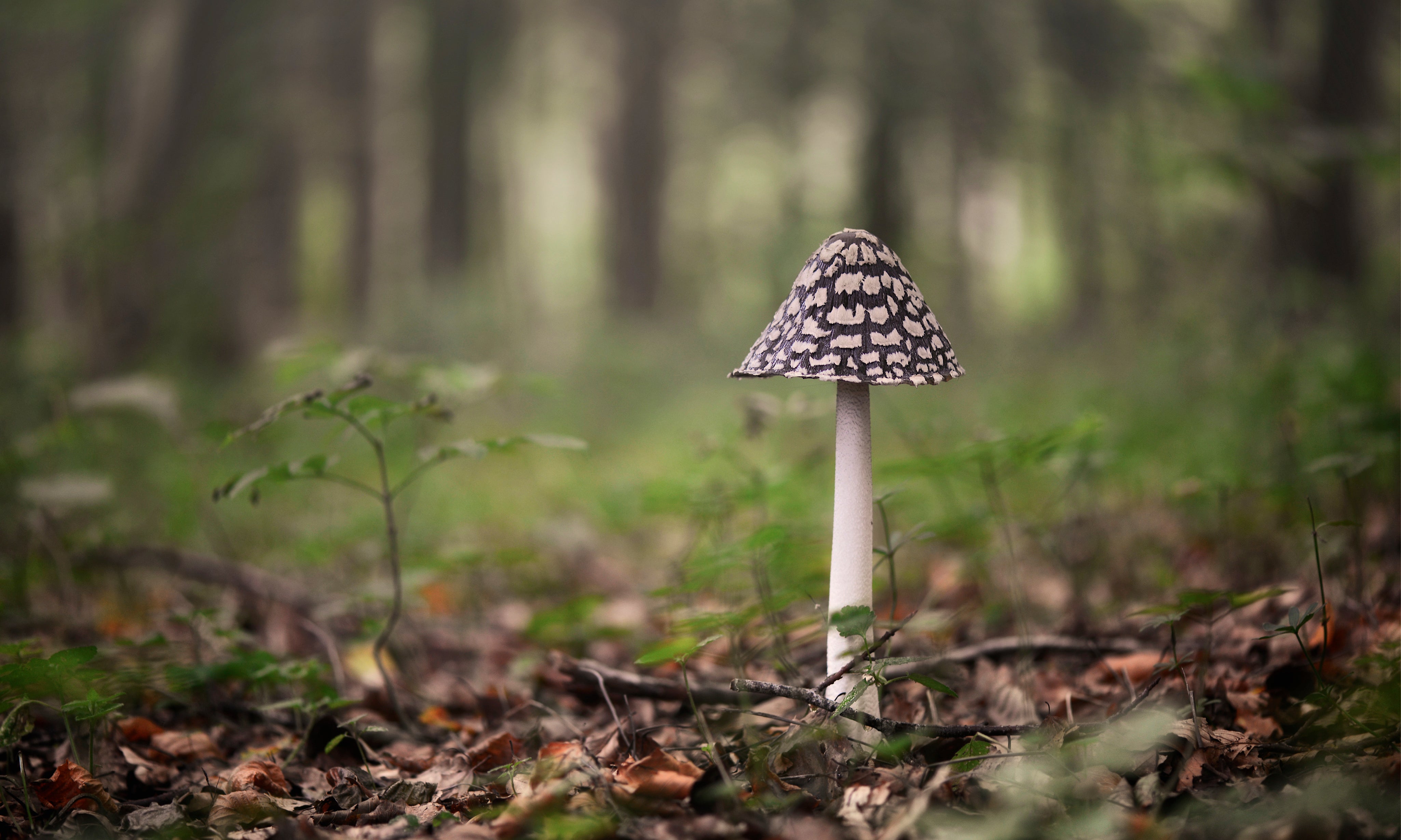 Lonemushroom-150x100cm.jpg
