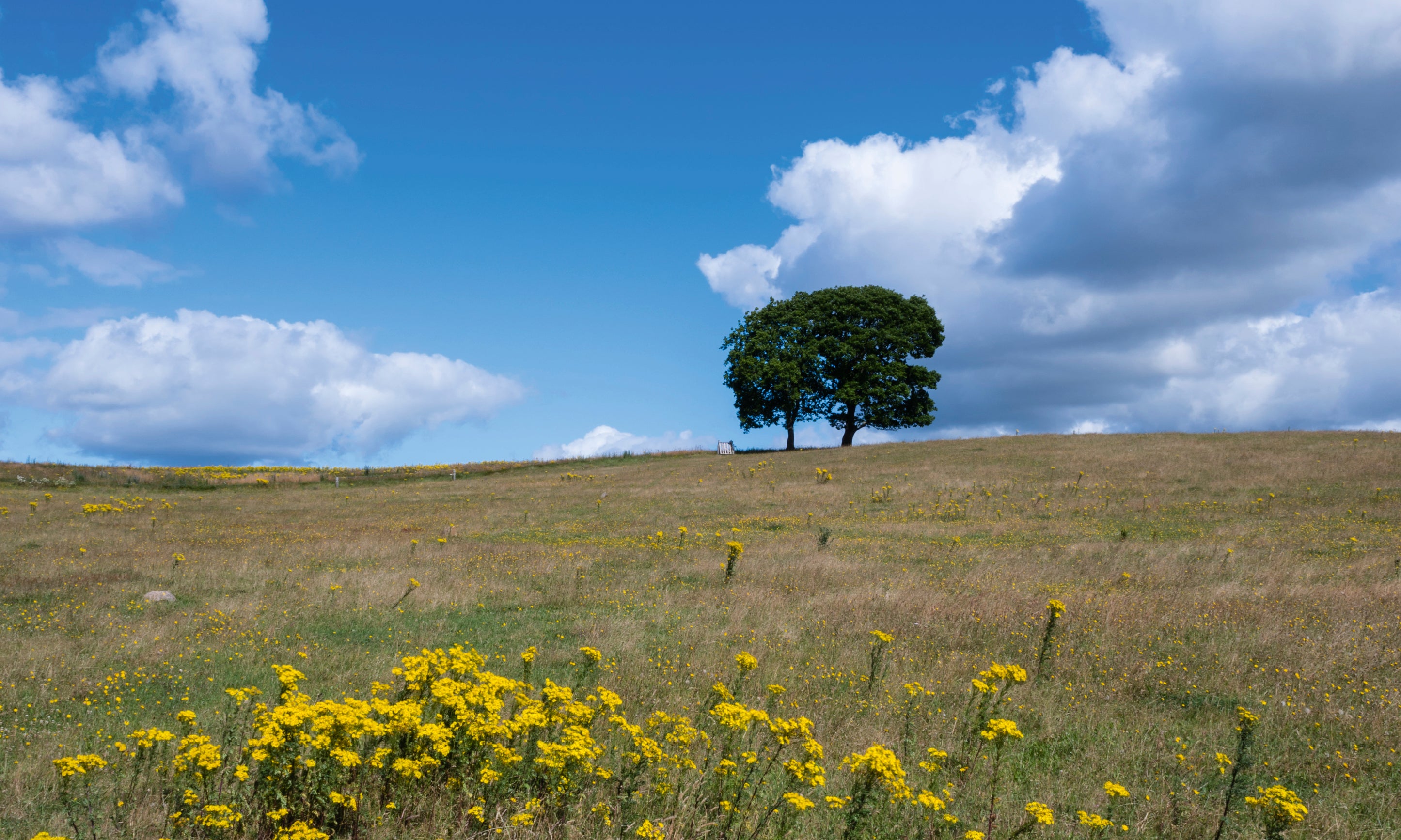 Lonetree-100x150cm.jpg