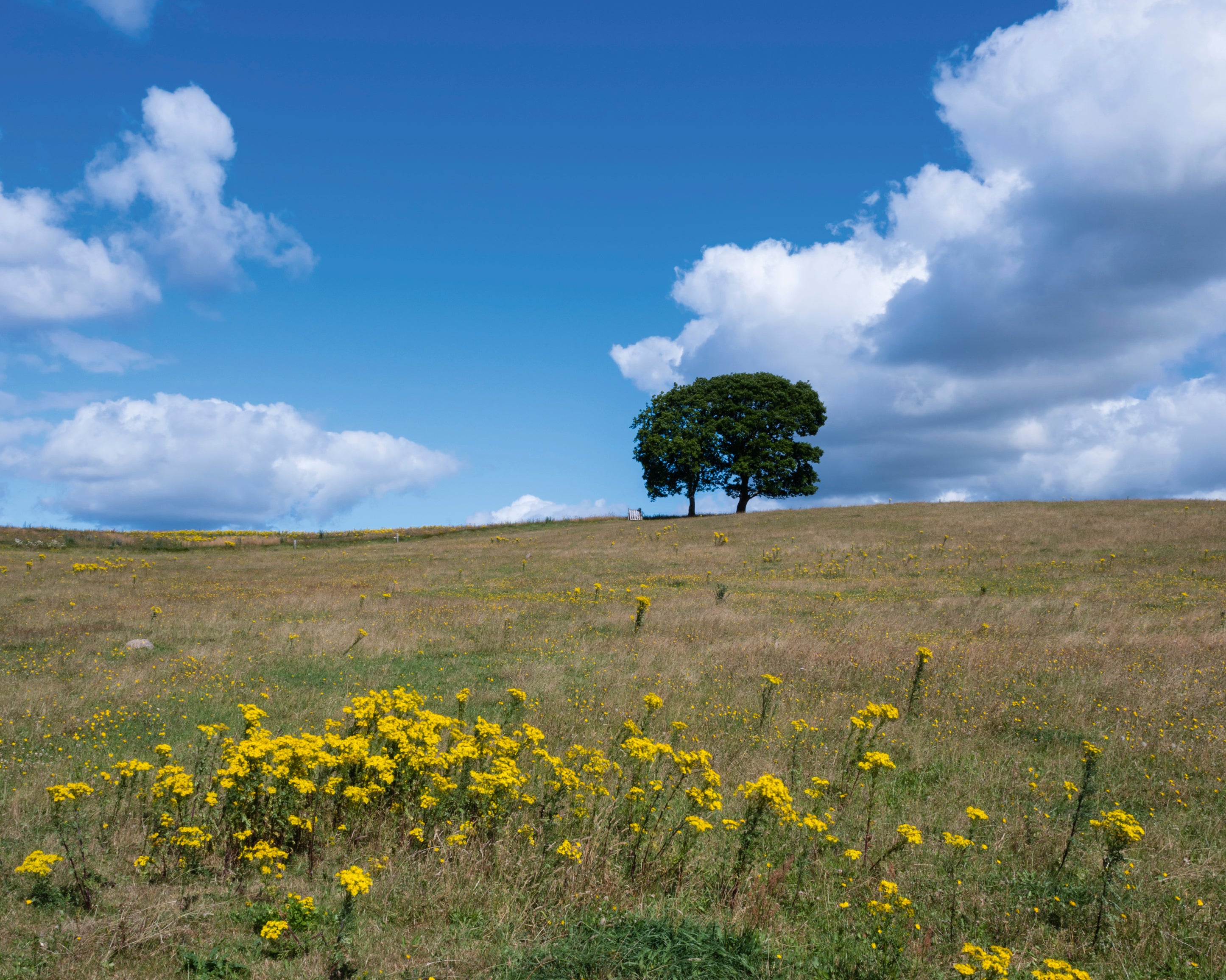 Lonetree-100x150cm.jpg