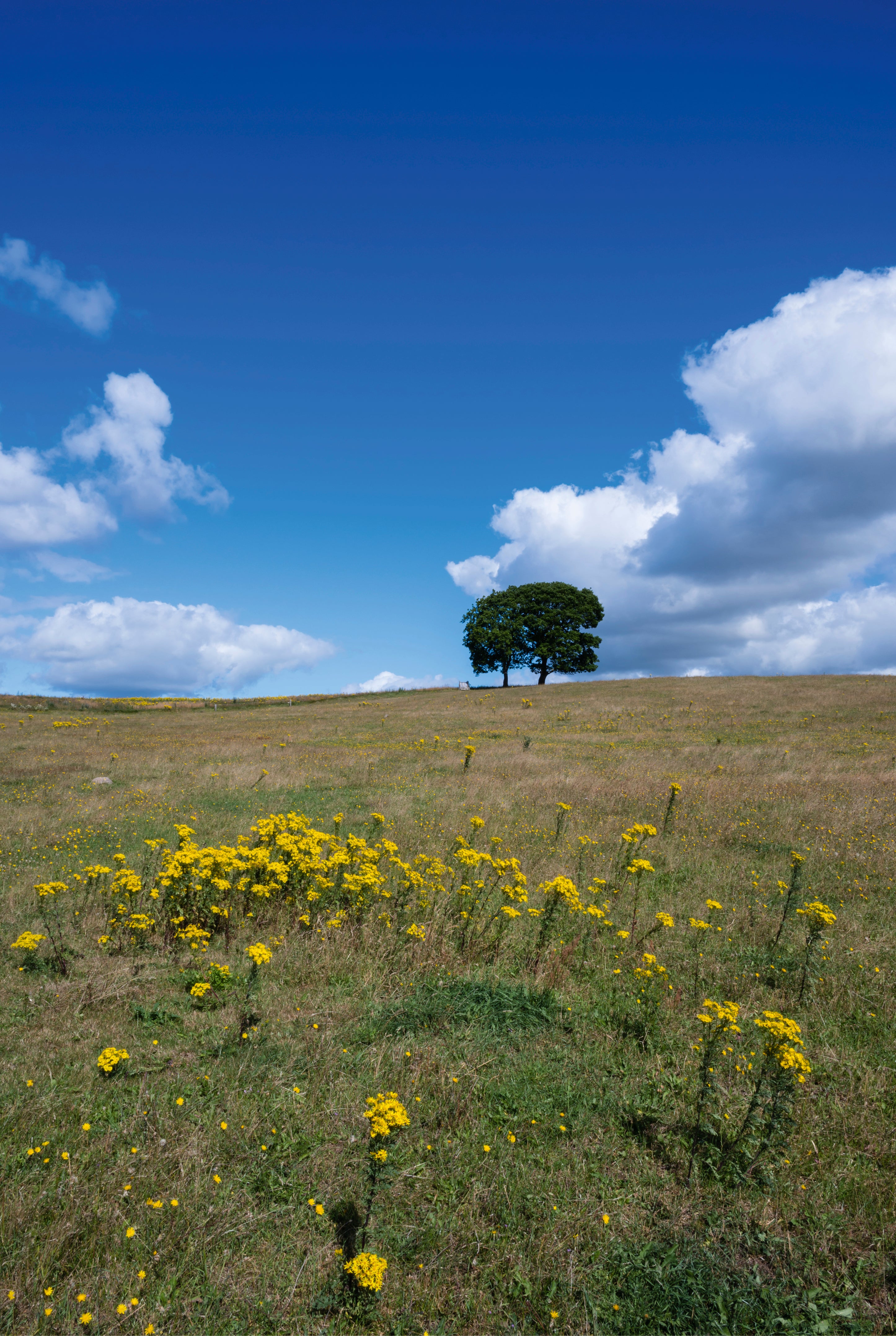 Lone tree