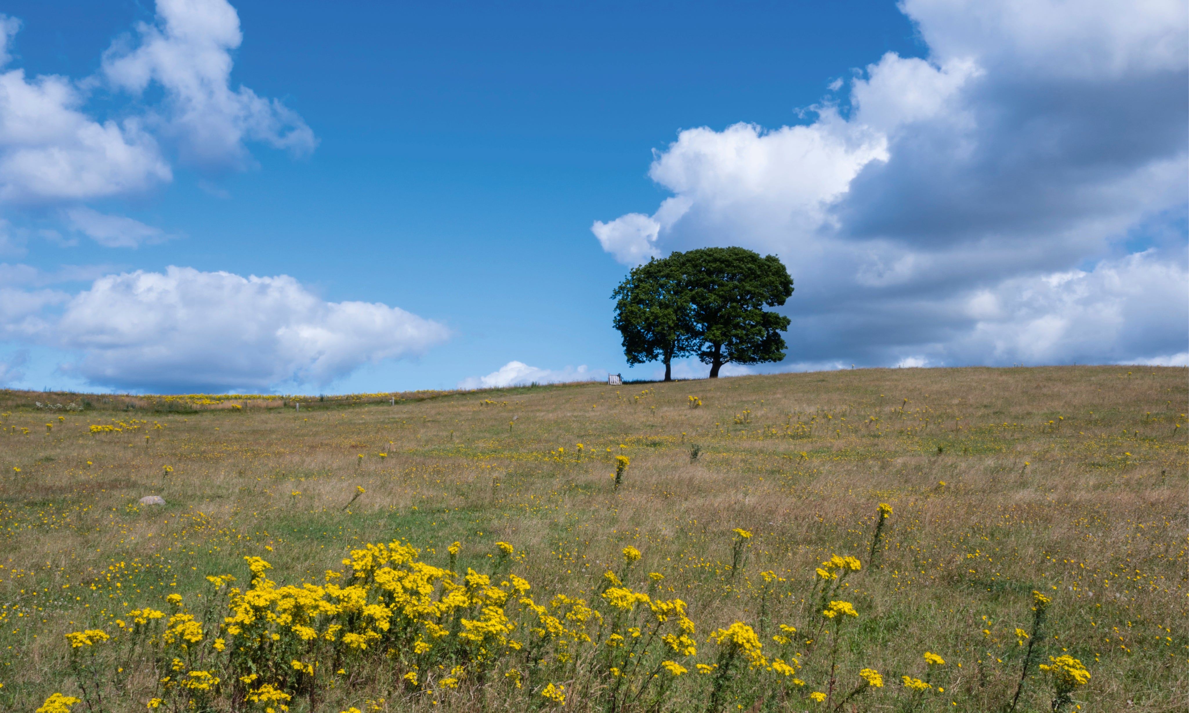 Lonetree-150x100cm.jpg