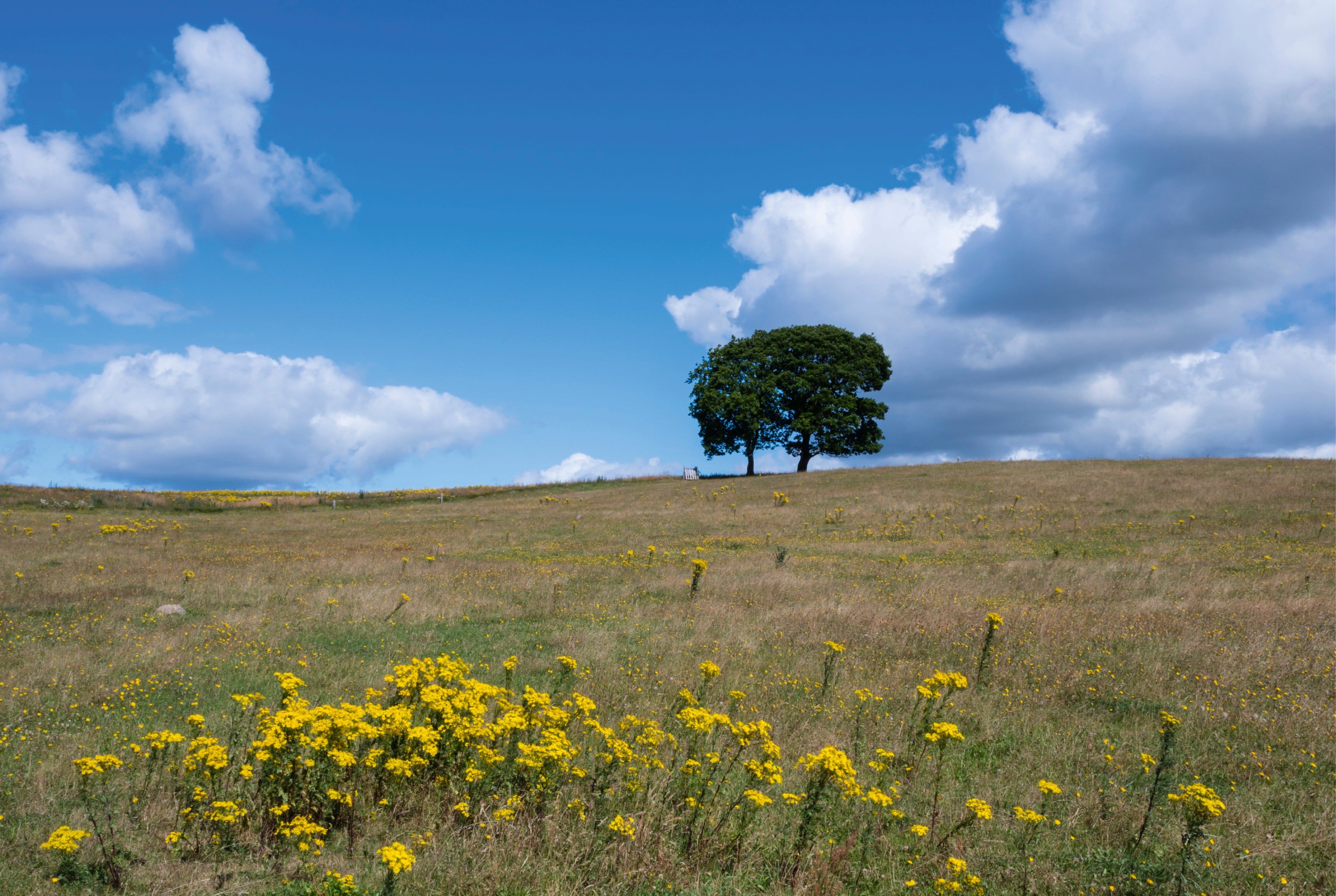 Lonetree-150x100cm.jpg