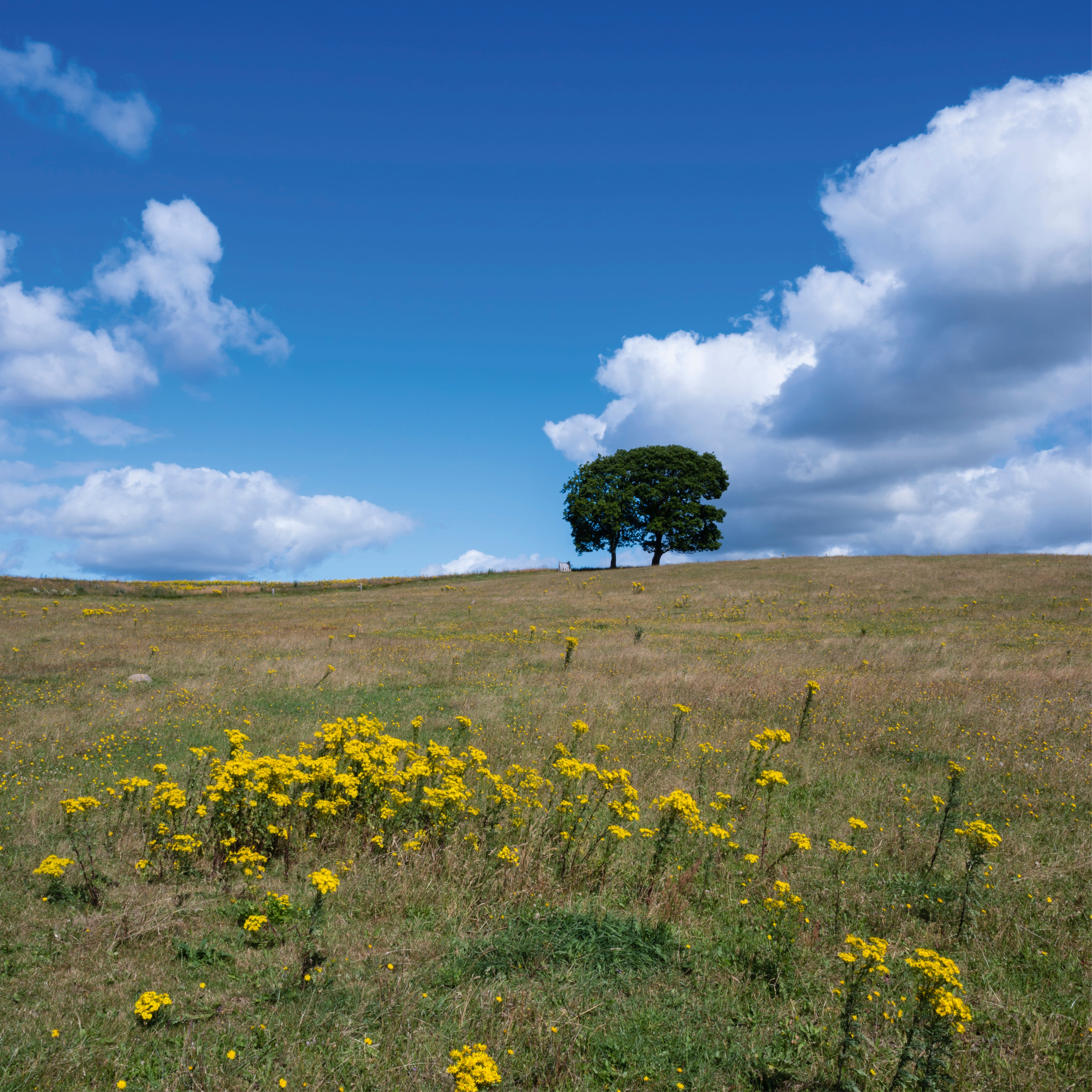 Lone tree