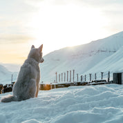 Whispers in the snow