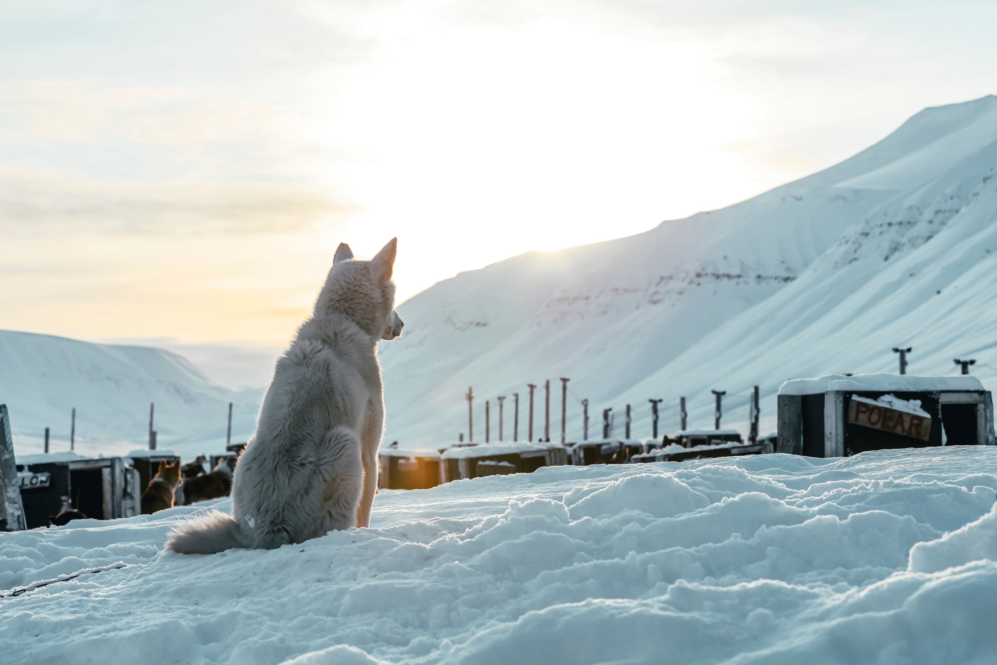 Whispers in the snow